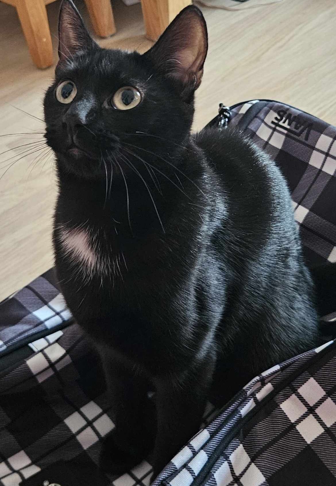 June- 2 Year Old Female – Rescue Spotlight!- MEETING BOOKED