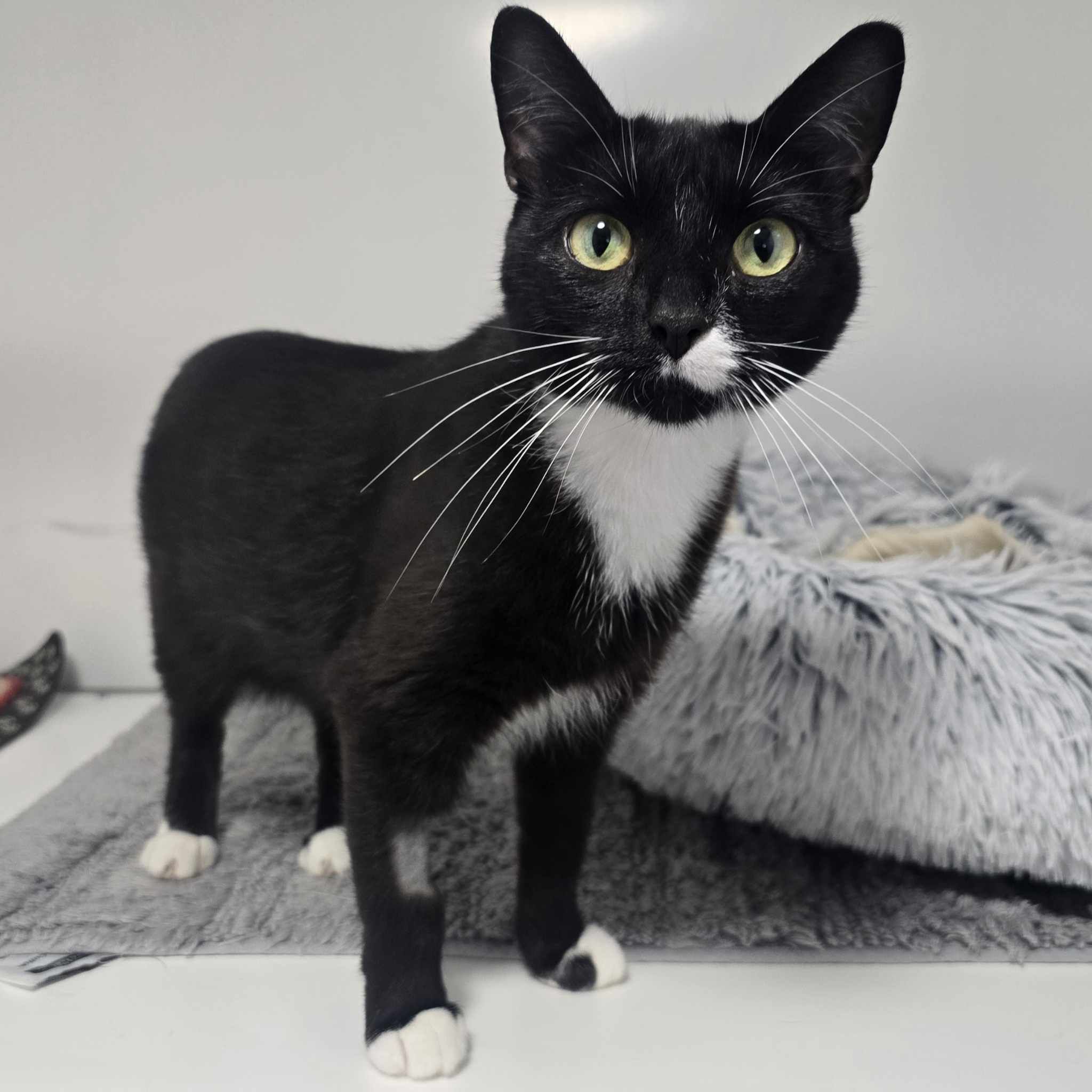 Bluebell- 2 Year Old Female- RESERVED