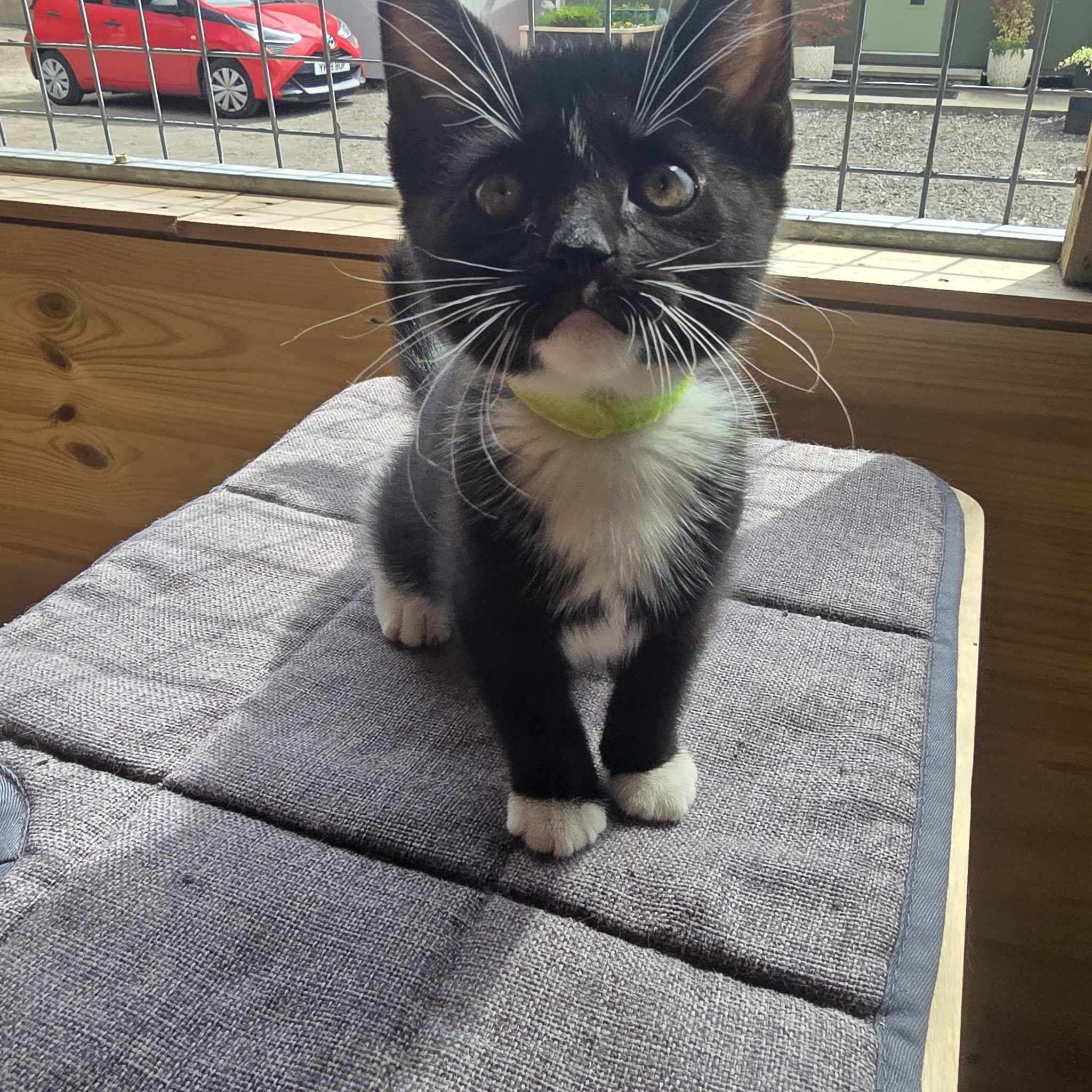 Lush 9 Week Old Female- MEETING BOOKED