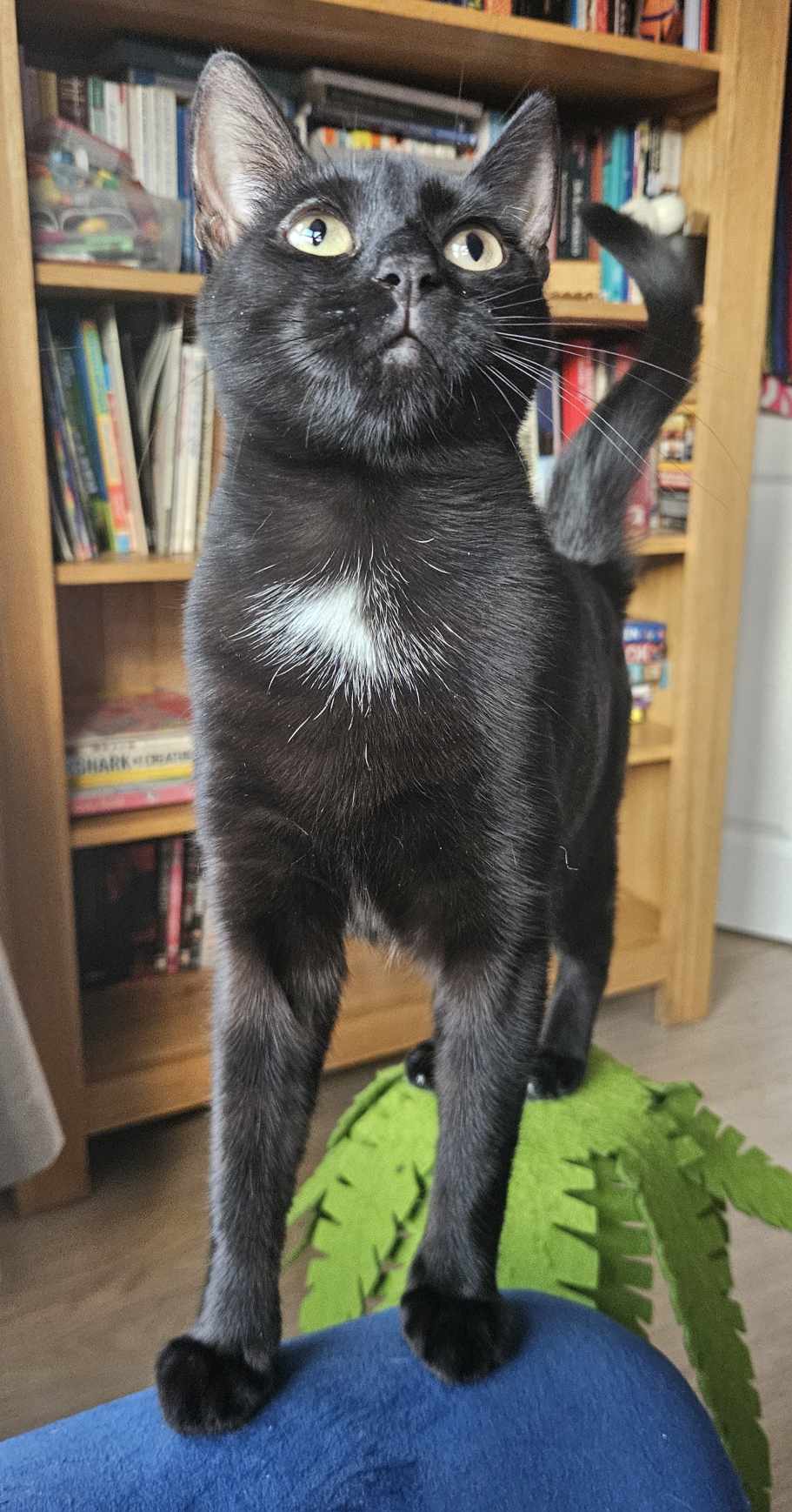 June- 2 Year Old Female – Rescue Spotlight!- MEETING BOOKED