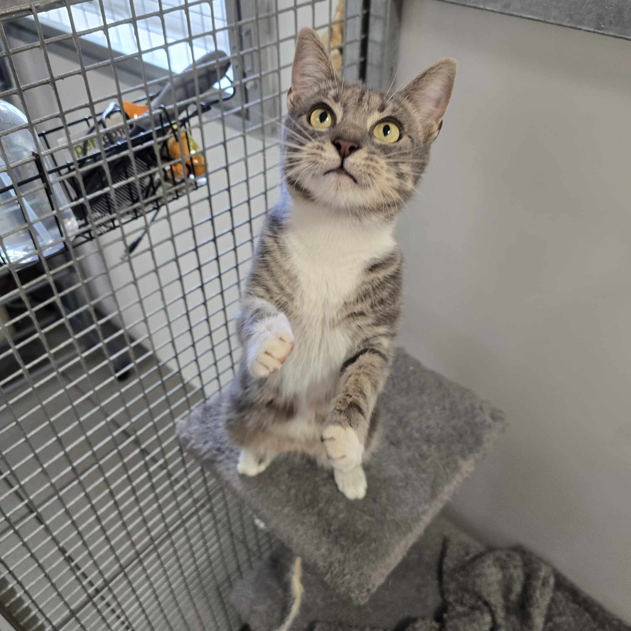 Snow Fairy- 10 Month Old Female- RESERVED