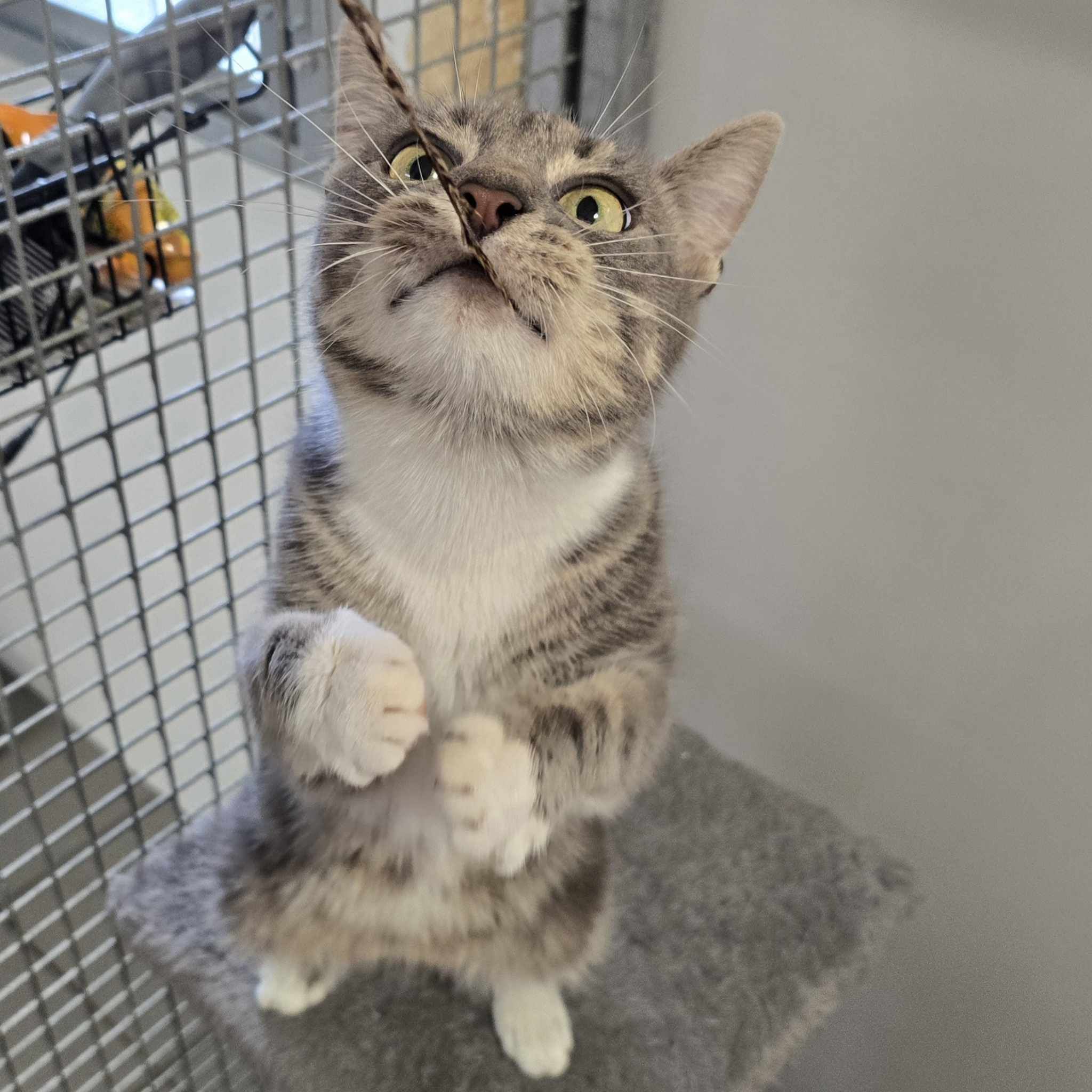 Snow Fairy- 10 Month Old Female- RESERVED