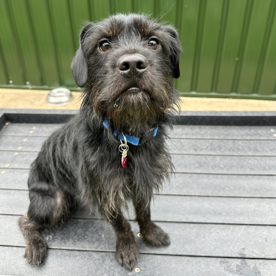Titan – 18 Month Old Male (Reserved)