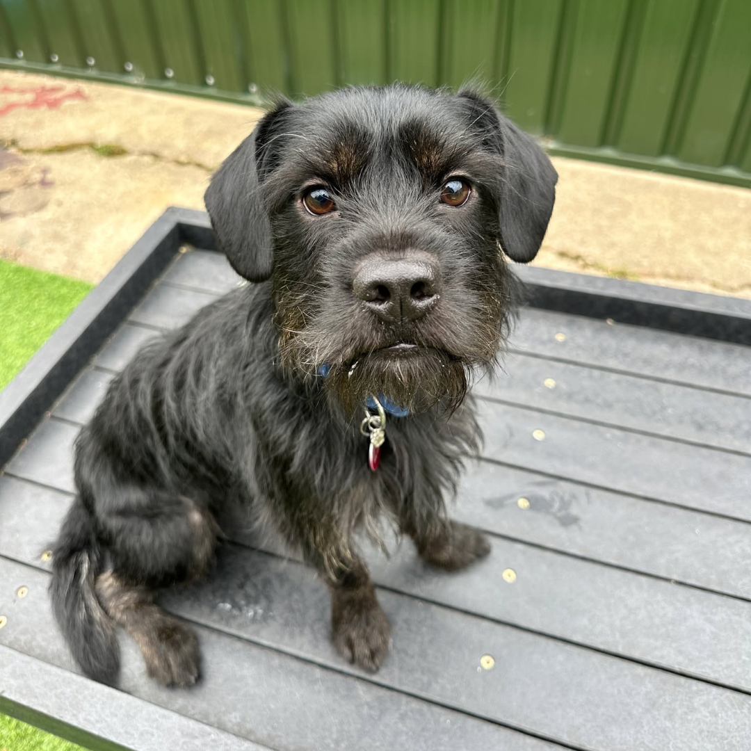 Titan – 18 Month Old Male (Reserved)