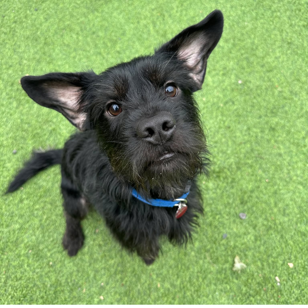 Titan – 18 Month Old Male (Reserved)