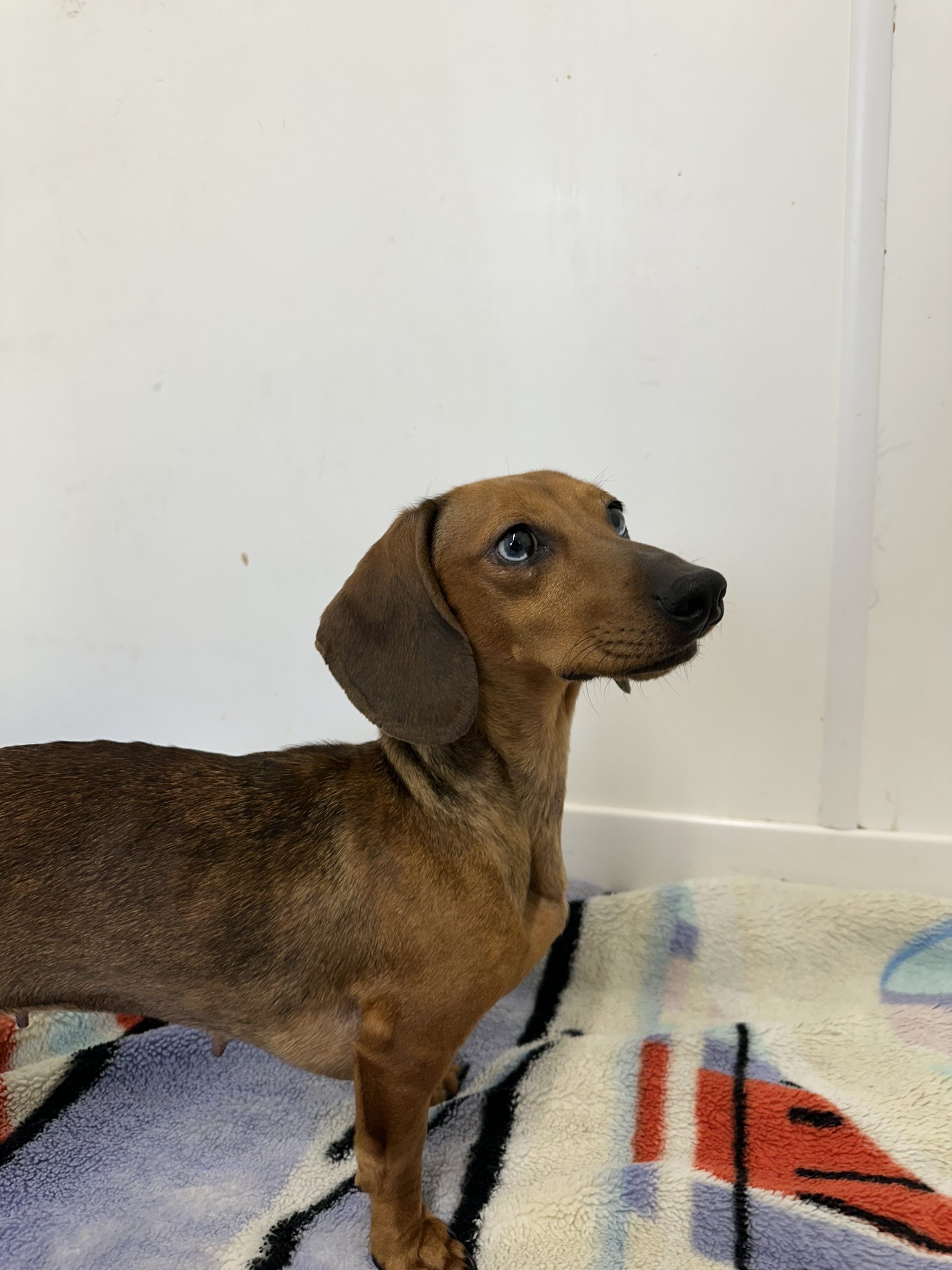 Nova – 2 Year Old Female