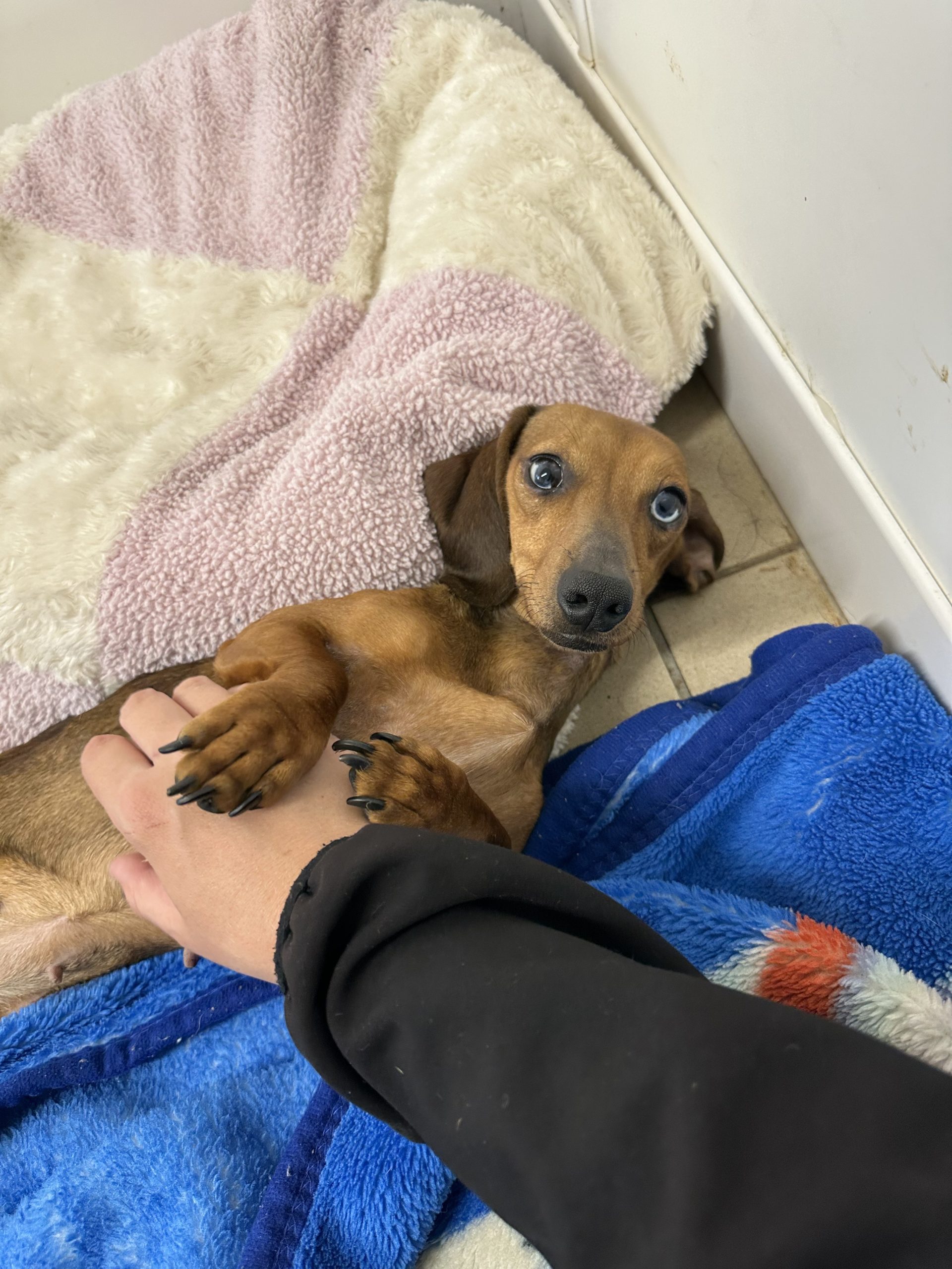 Nova – 2 Year Old Female