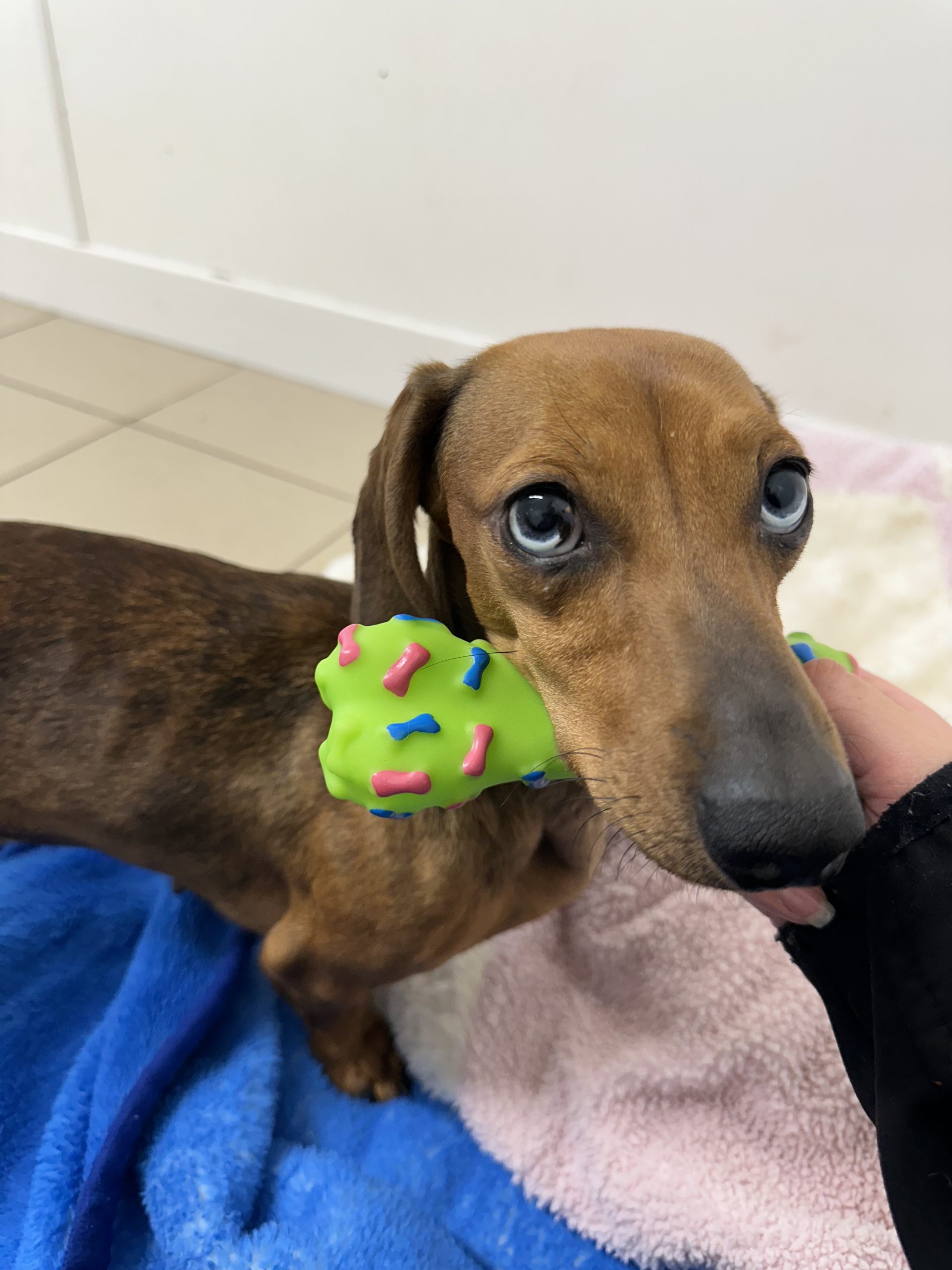 Nova – 2 Year Old Female