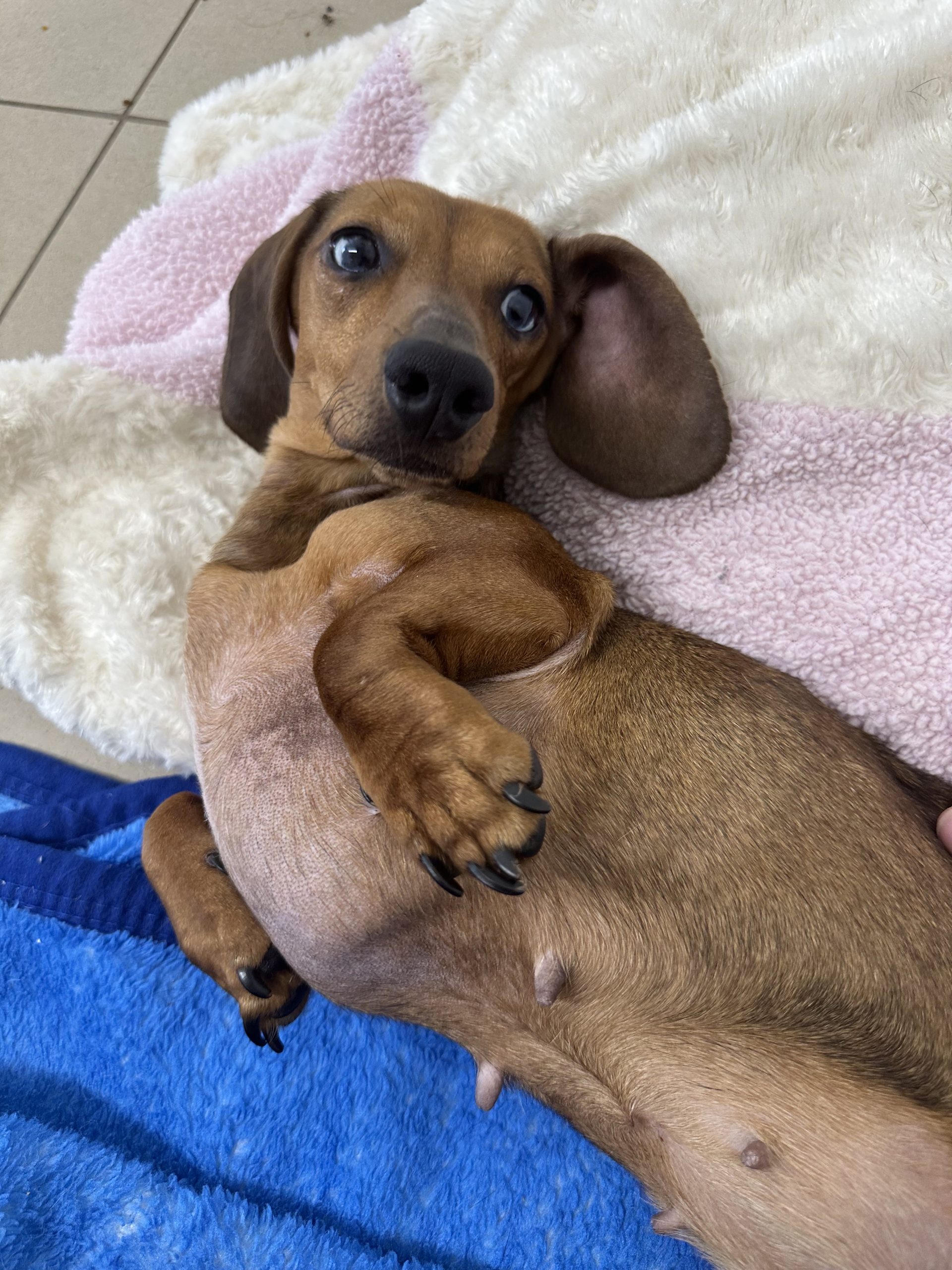 Nova – 2 Year Old Female