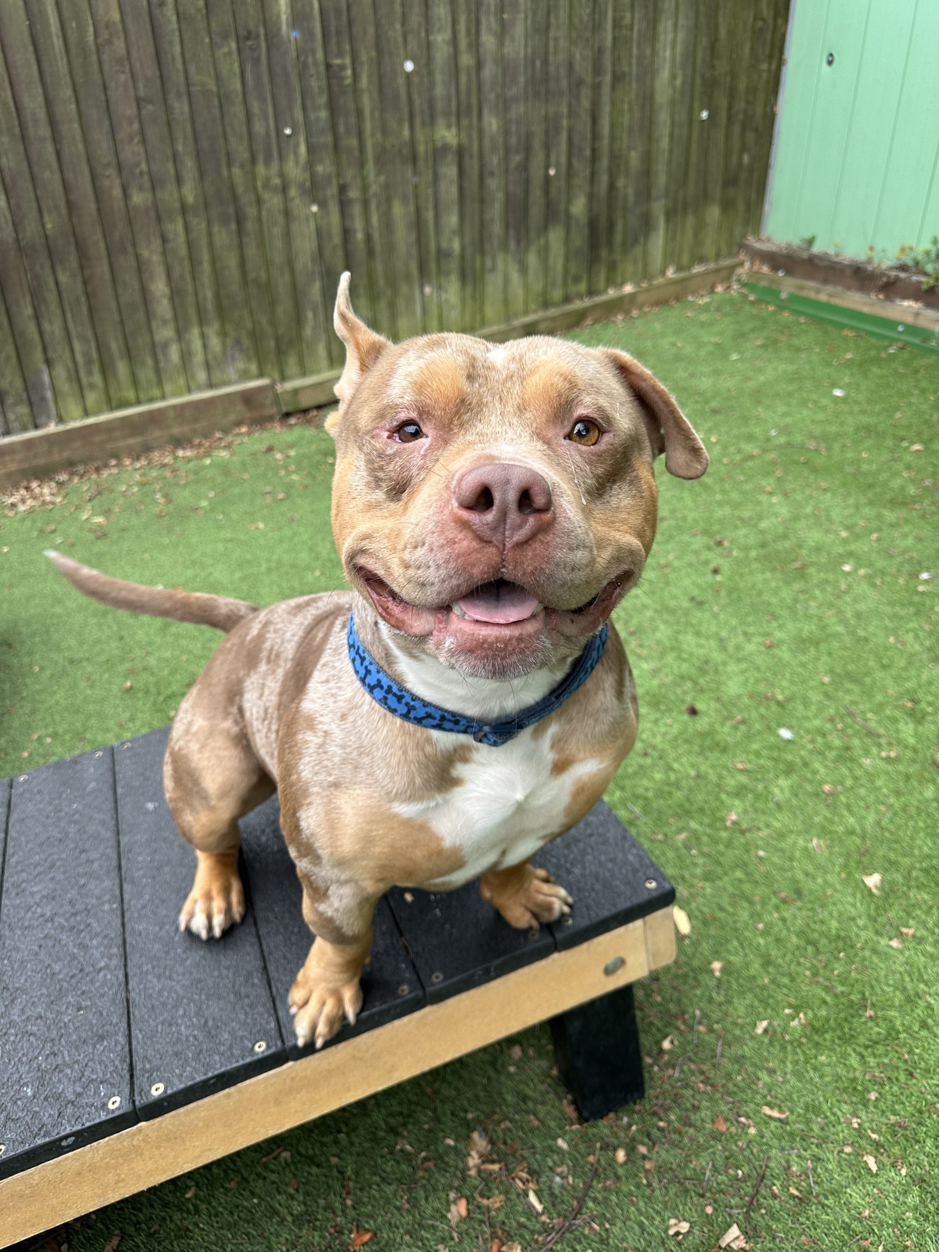 Kingy – 2 year old Male – RESERVED