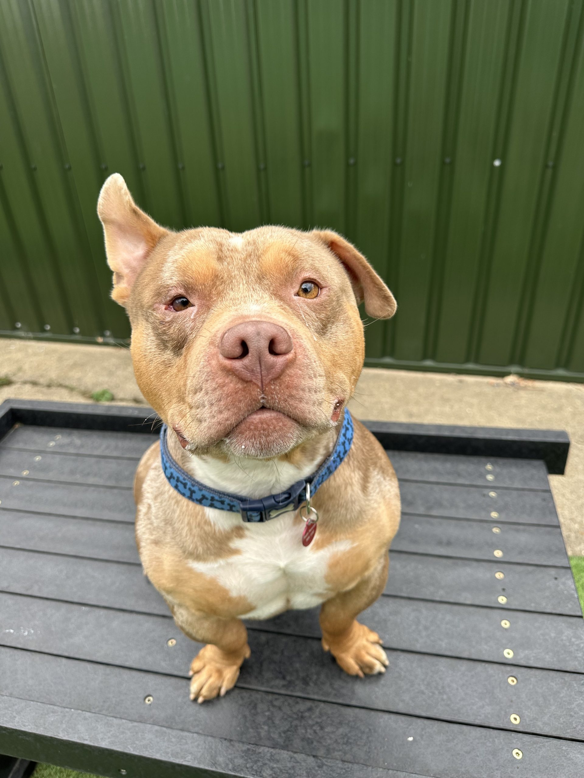 Kingy – 2 year old Male – RESERVED