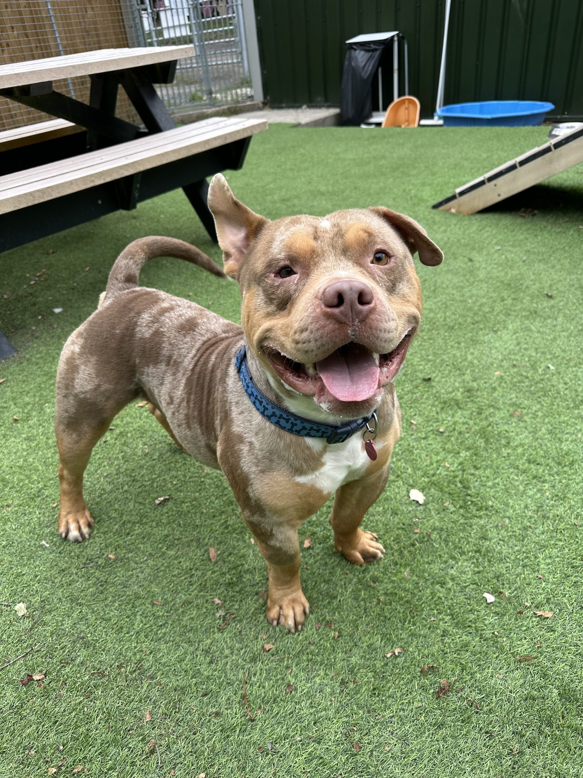 Kingy – 2 year old Male – RESERVED