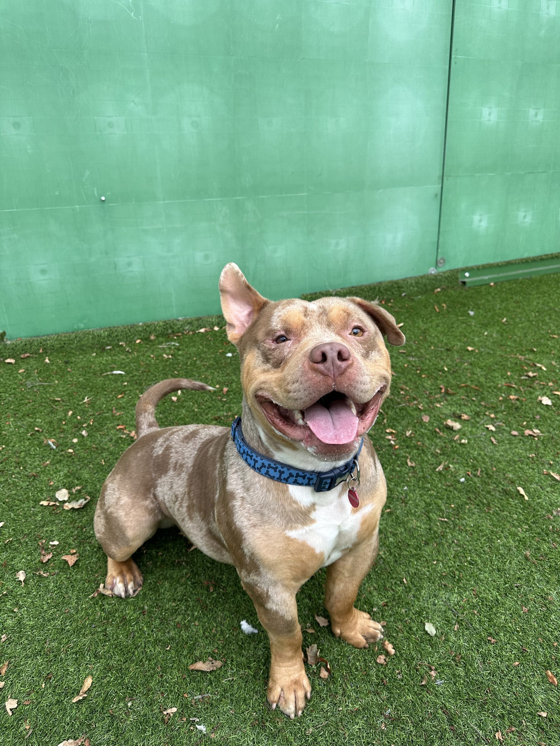 Kingy – 2 year old Male – RESERVED