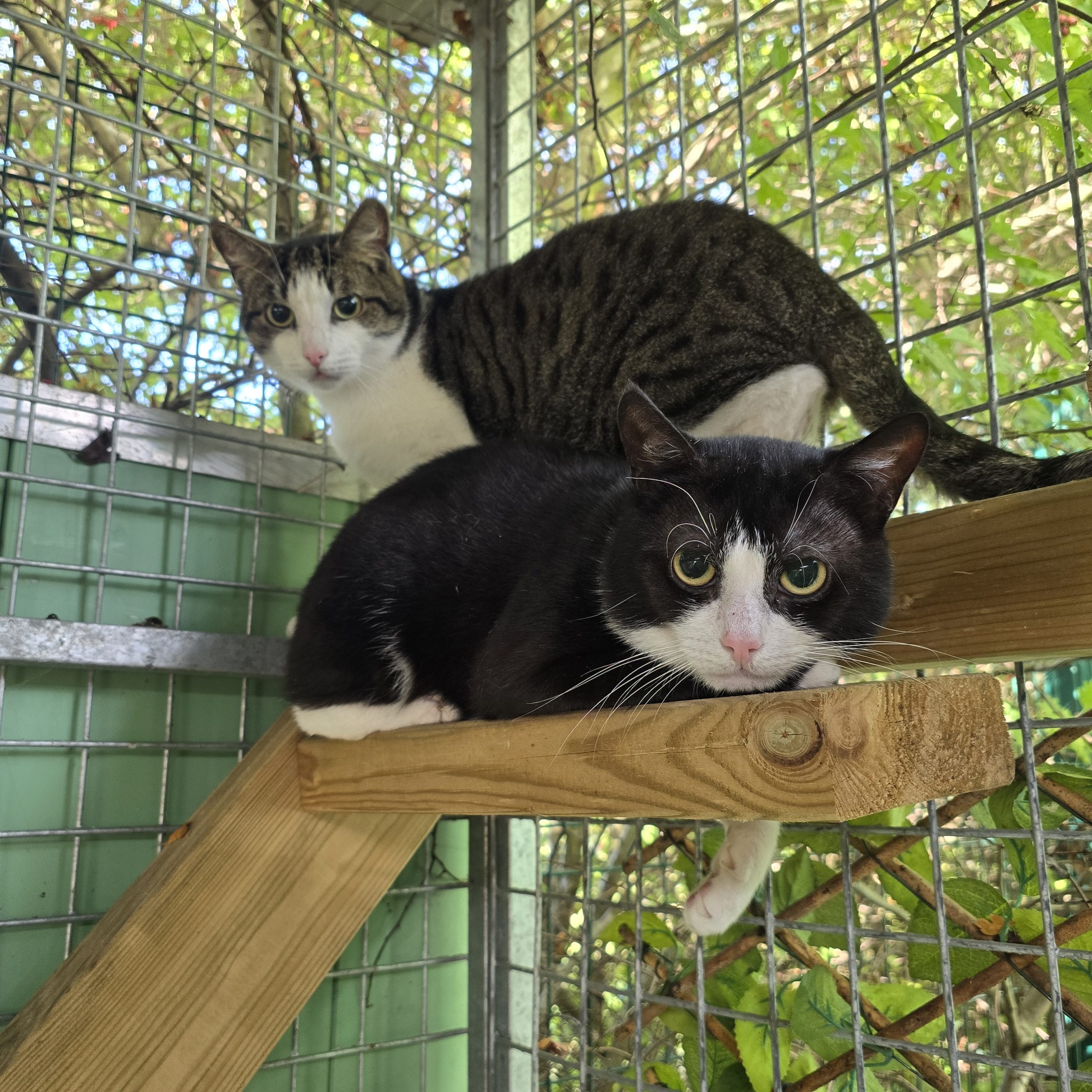 Chase- 2 Year Old Male RESERVED