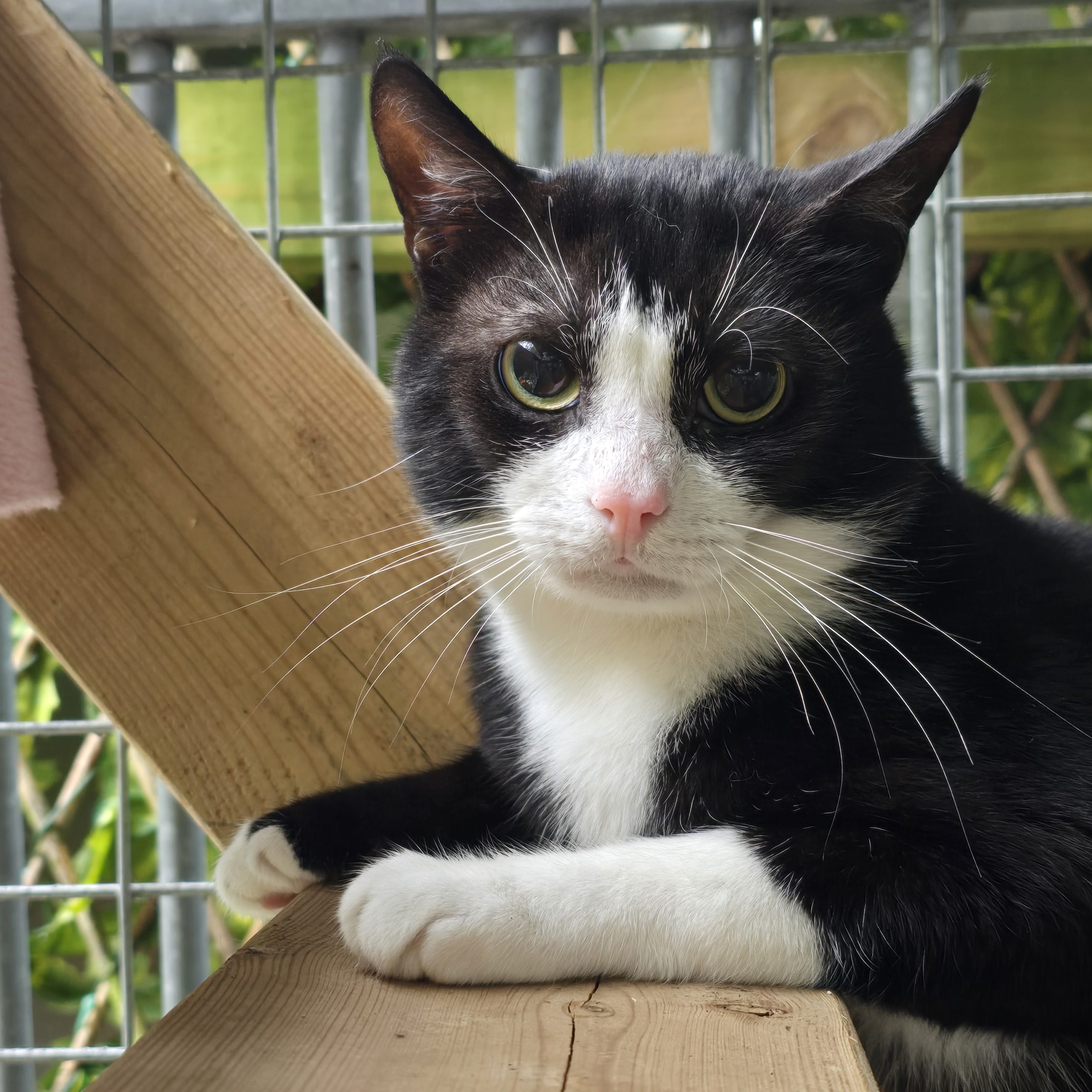 Storm – 2 Year Old Male- MEETING BOOKED