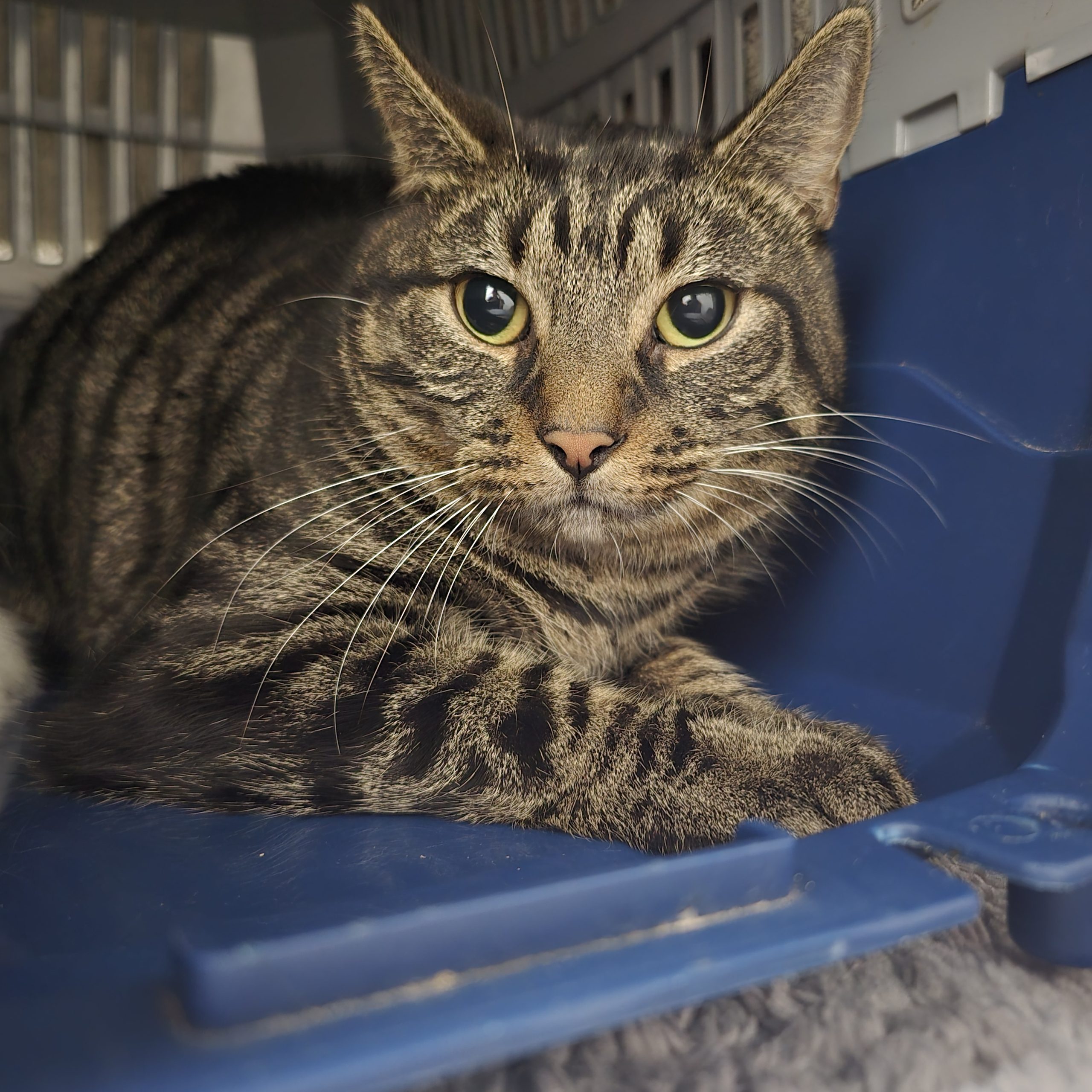 Smokey- 2 Year Old Male