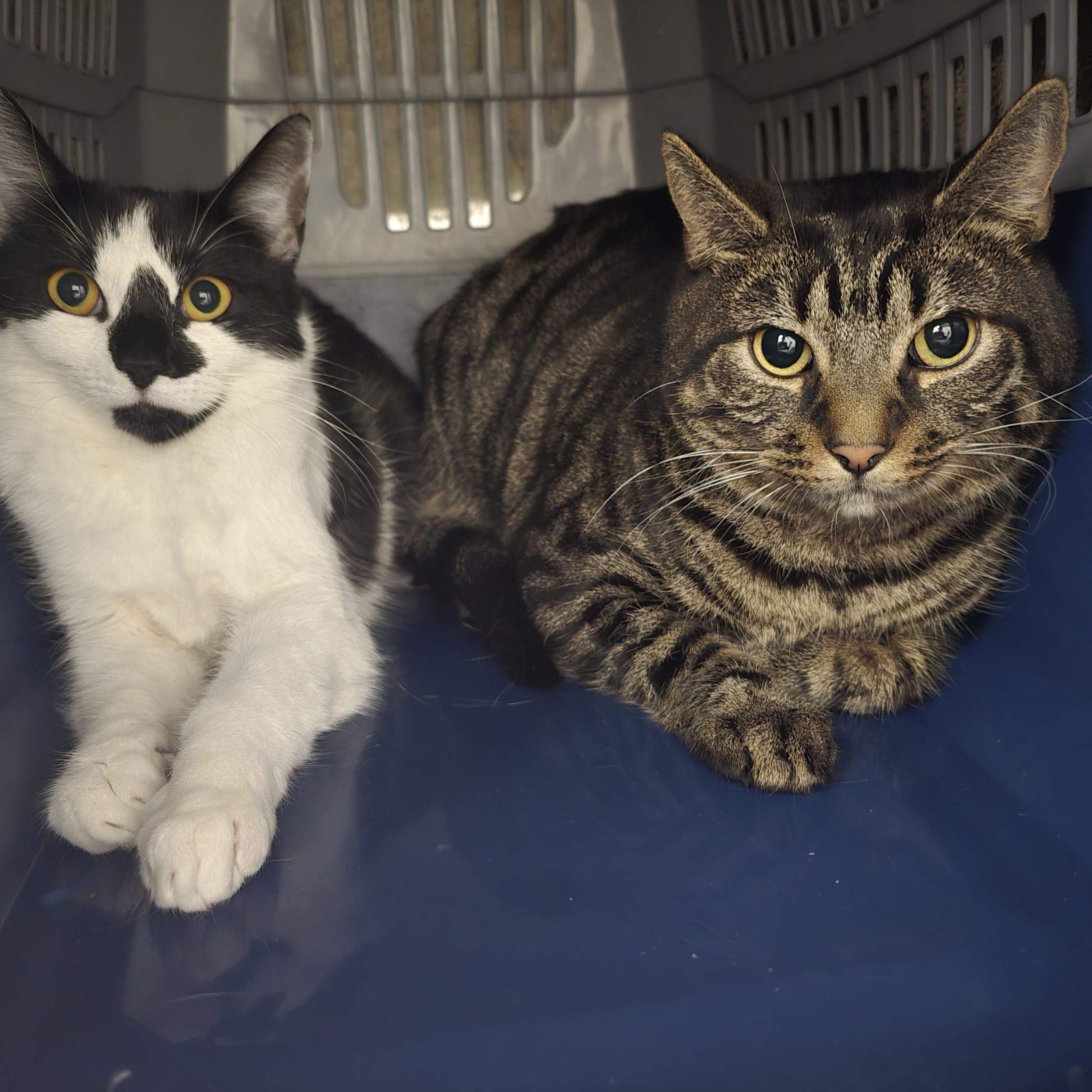 Smokey- 2 Year Old Male