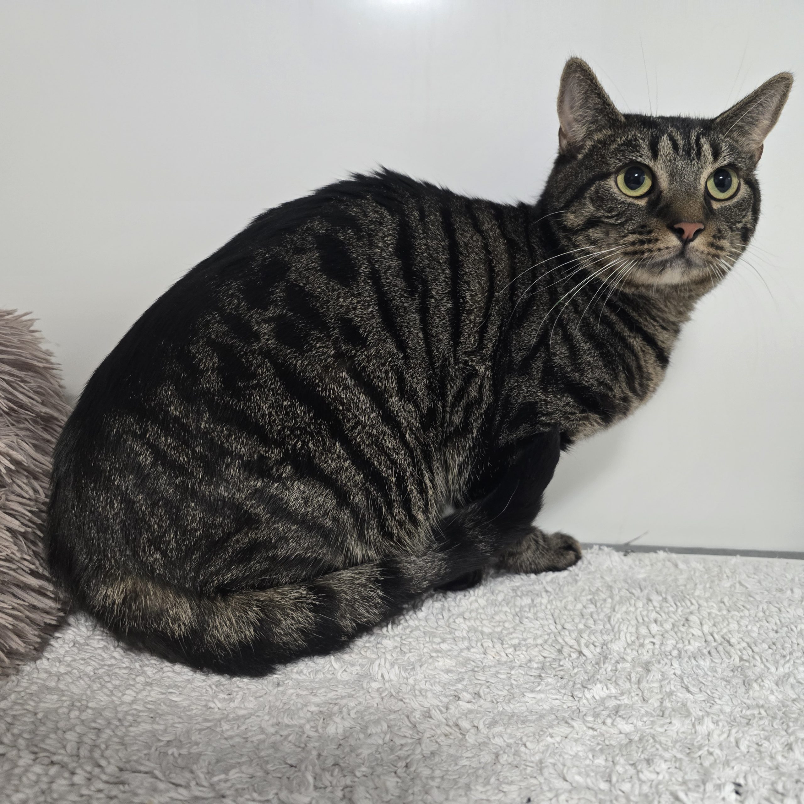 Smokey- 2 Year Old Male