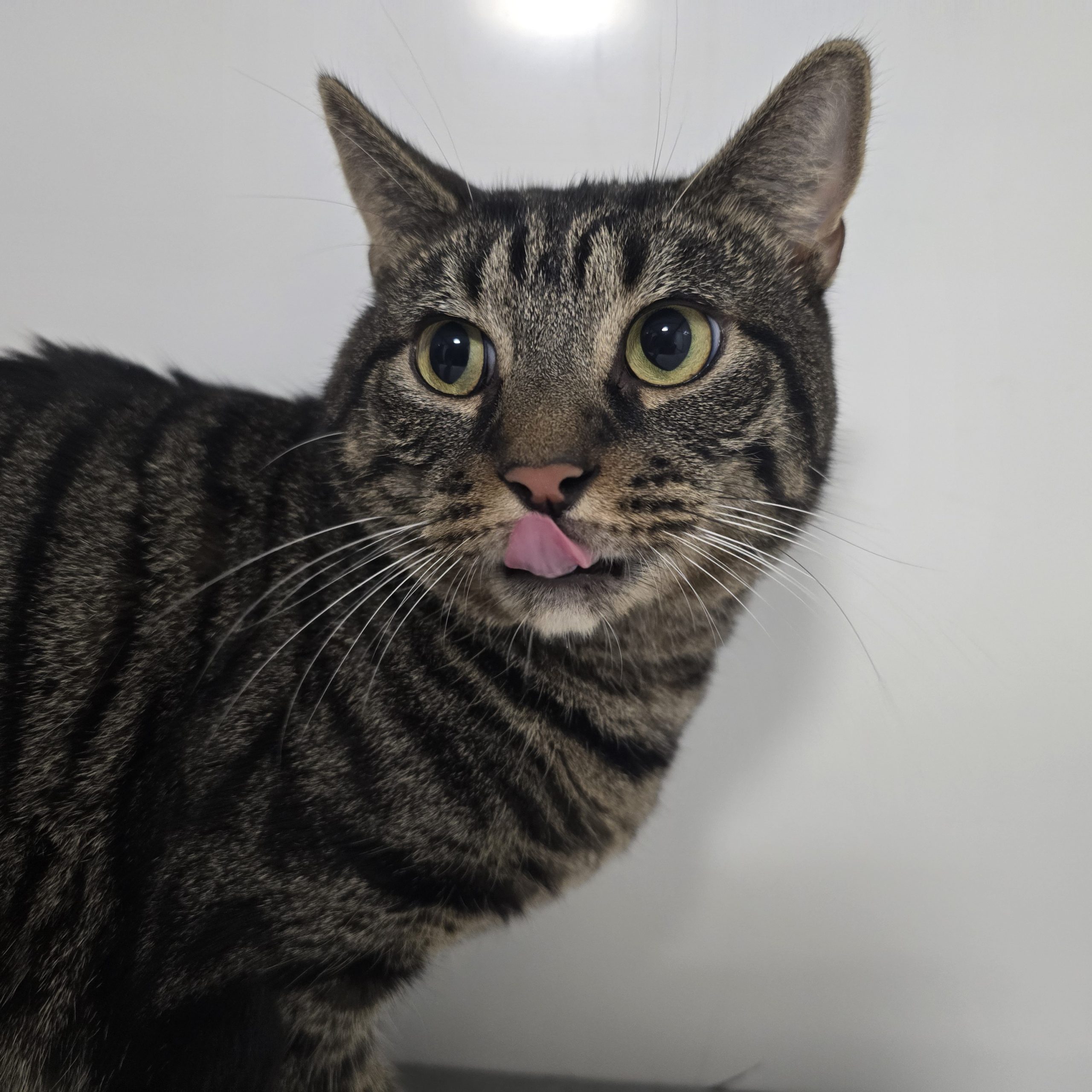 Smokey- 2 Year Old Male