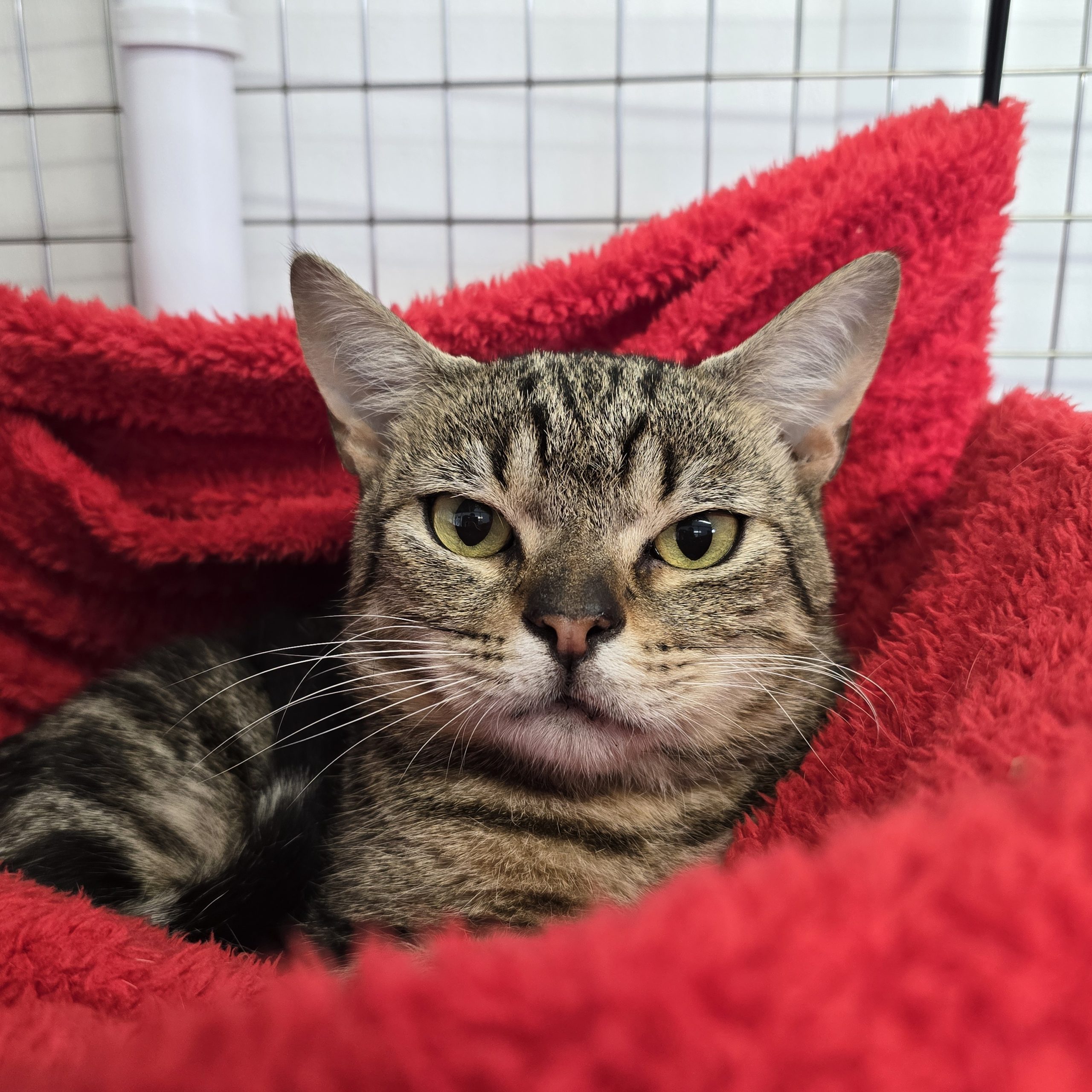 Eddy- 11 Month Old Male- MEETING BOOKED