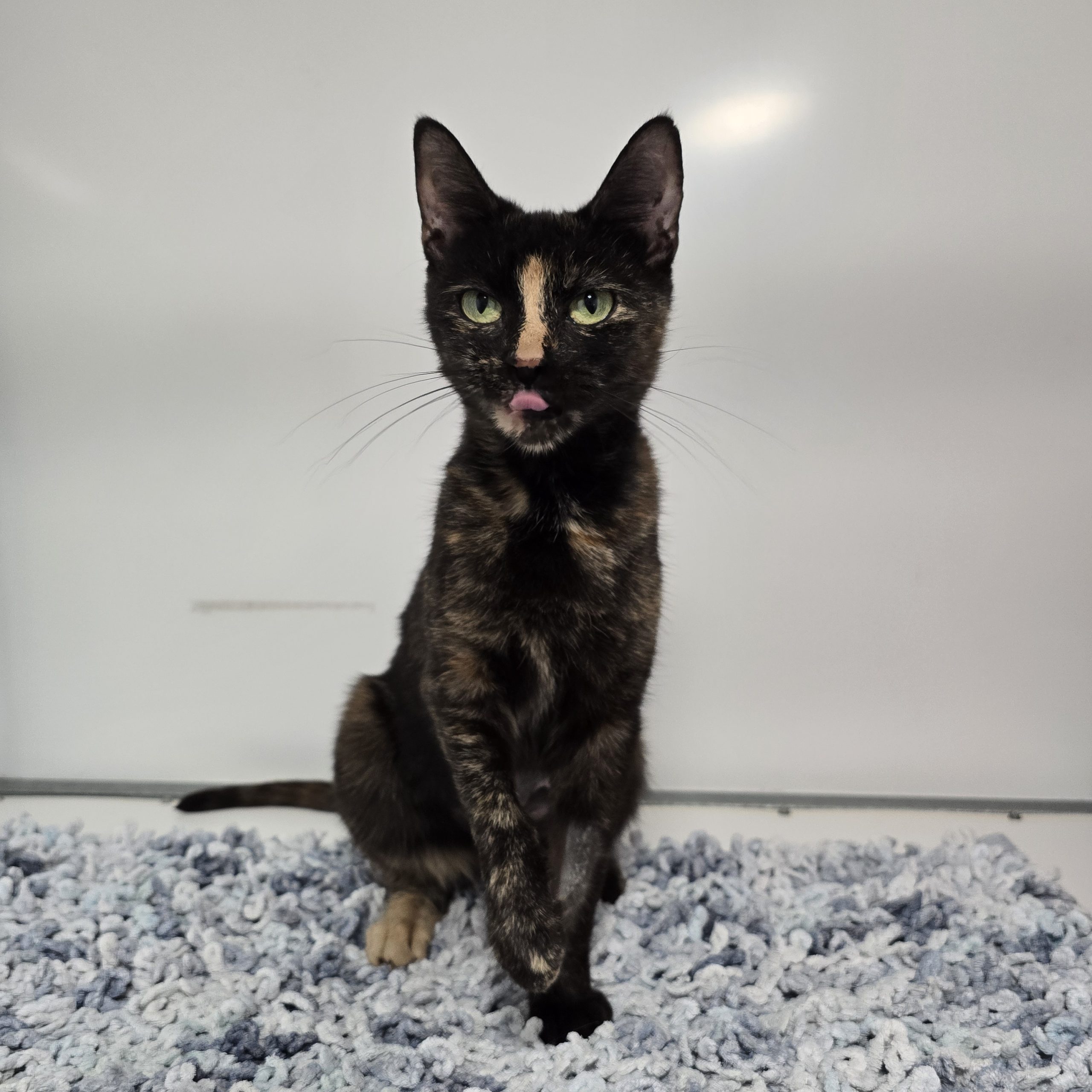 Tortie- 2 Year Old Female RESERVED