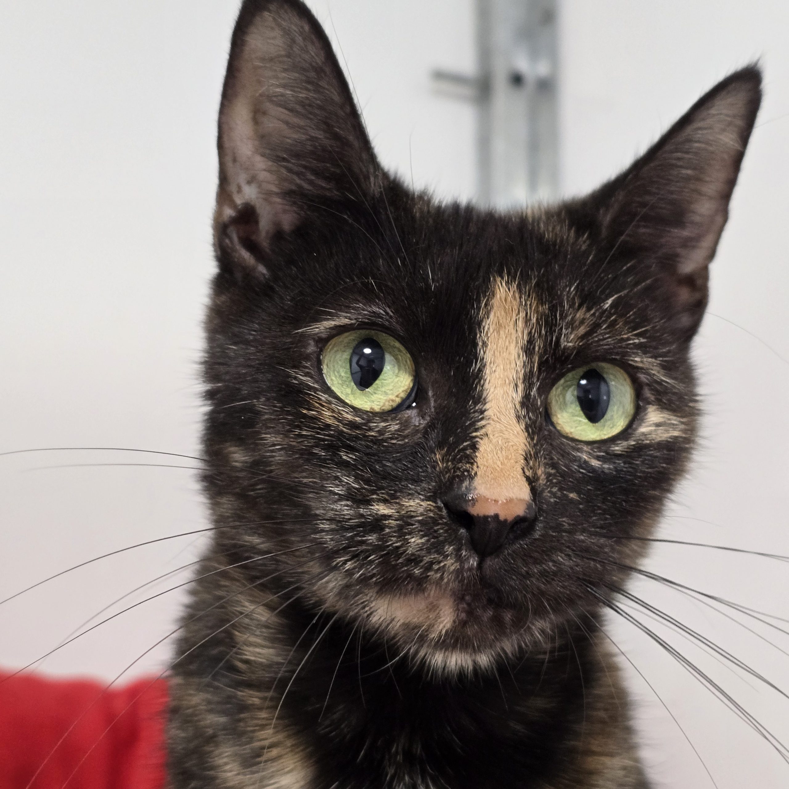 Tortie- 2 Year Old Female RESERVED