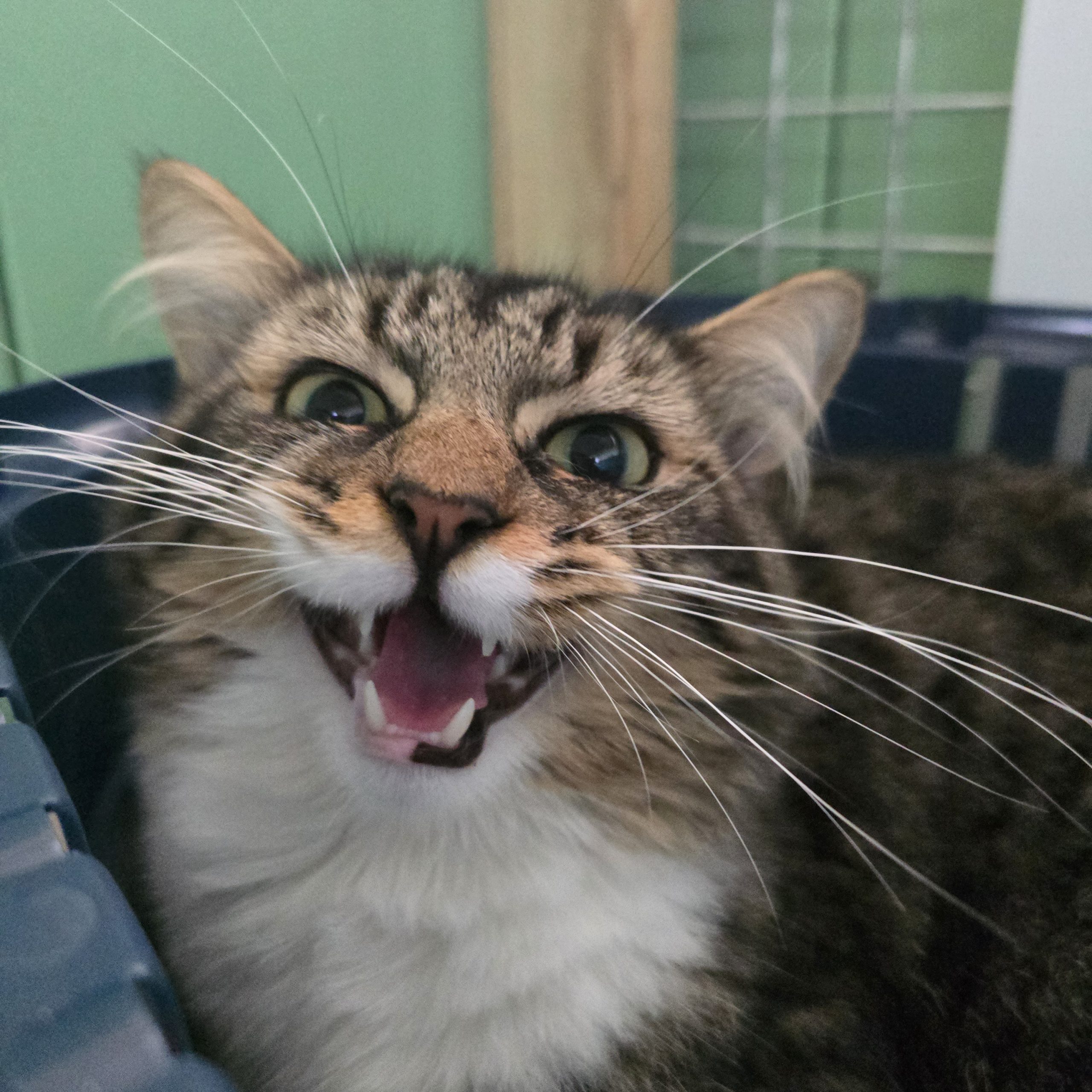 Panini- 3 Year Old Male-RESERVED