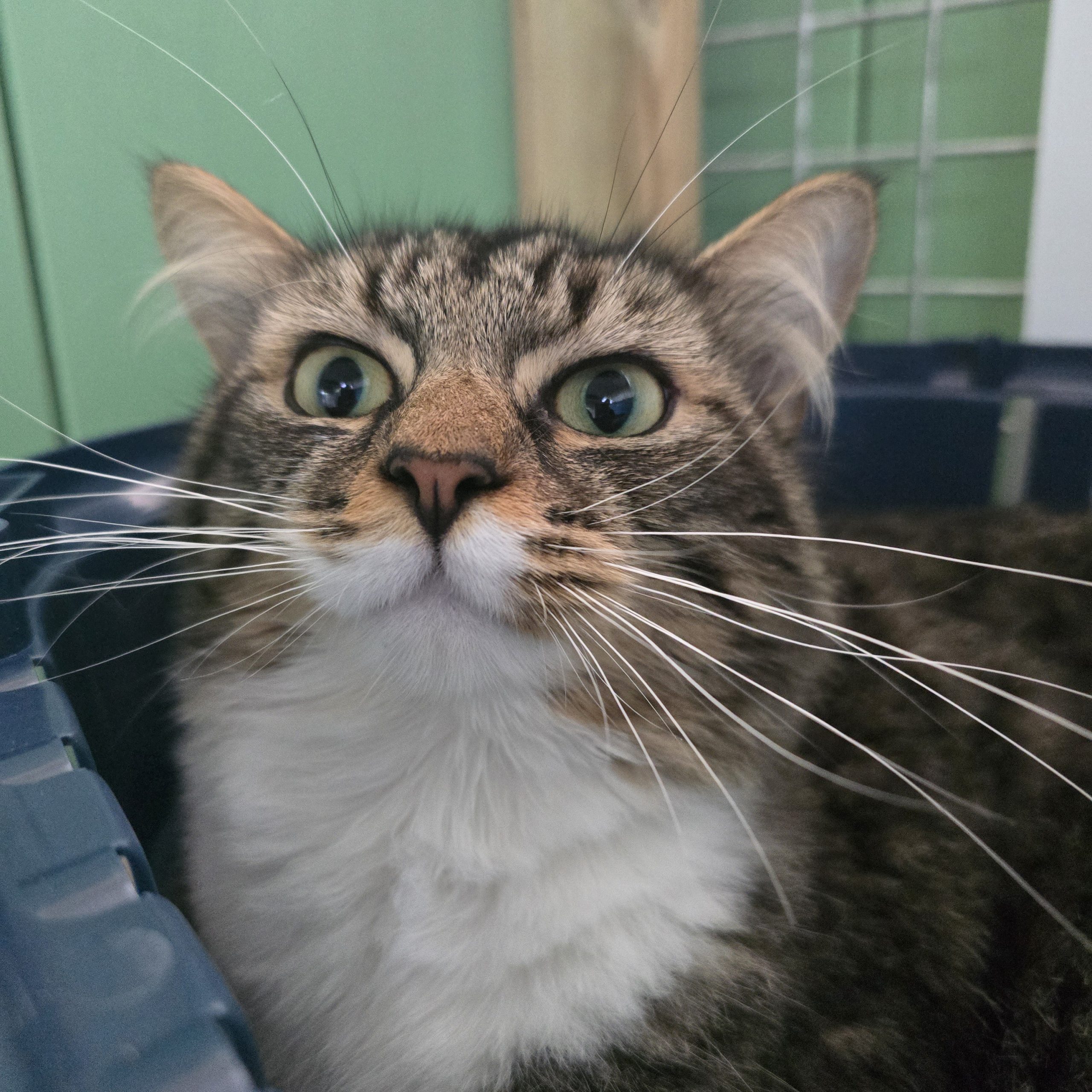 Panini- 3 Year Old Male-RESERVED