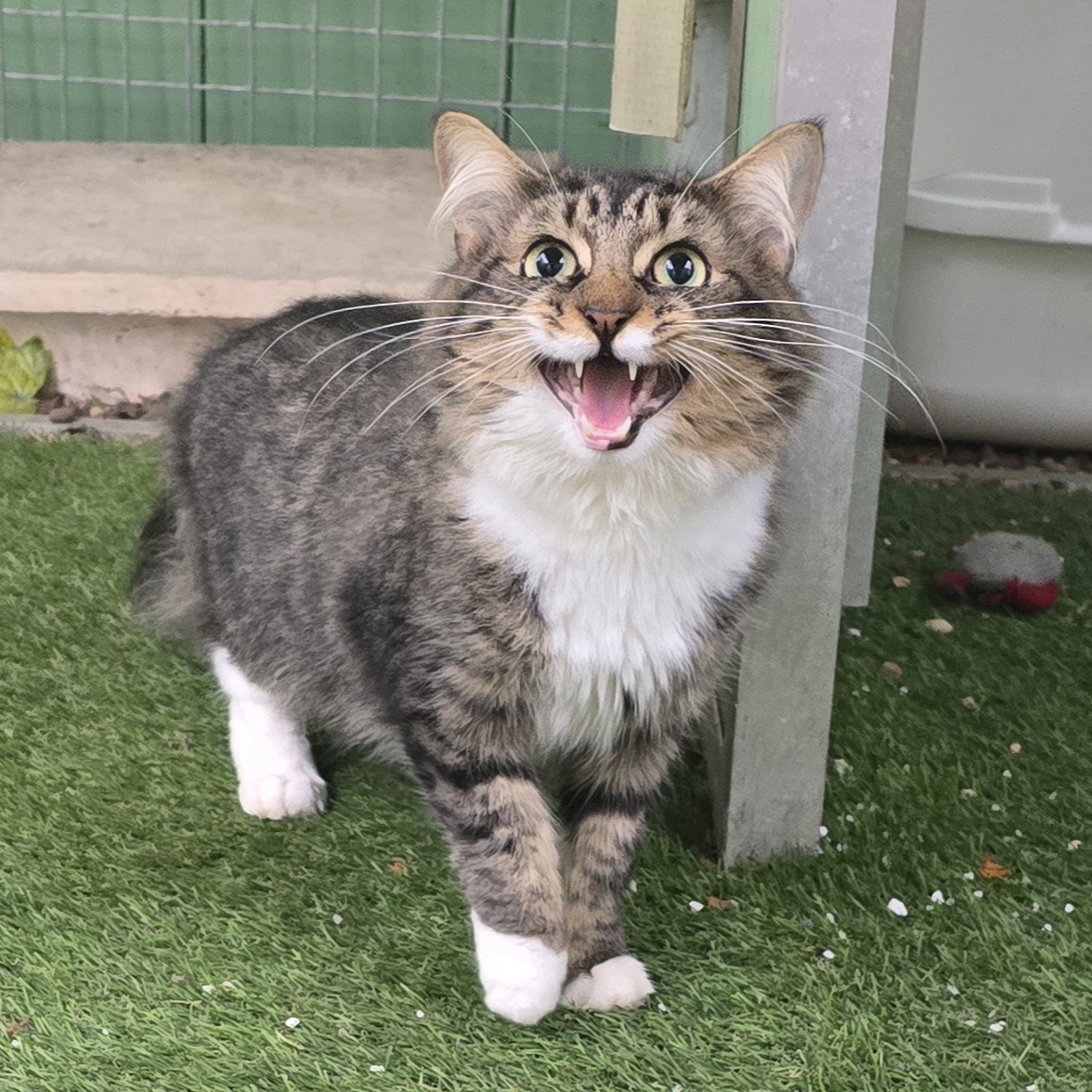 Panini- 3 Year Old Male-RESERVED