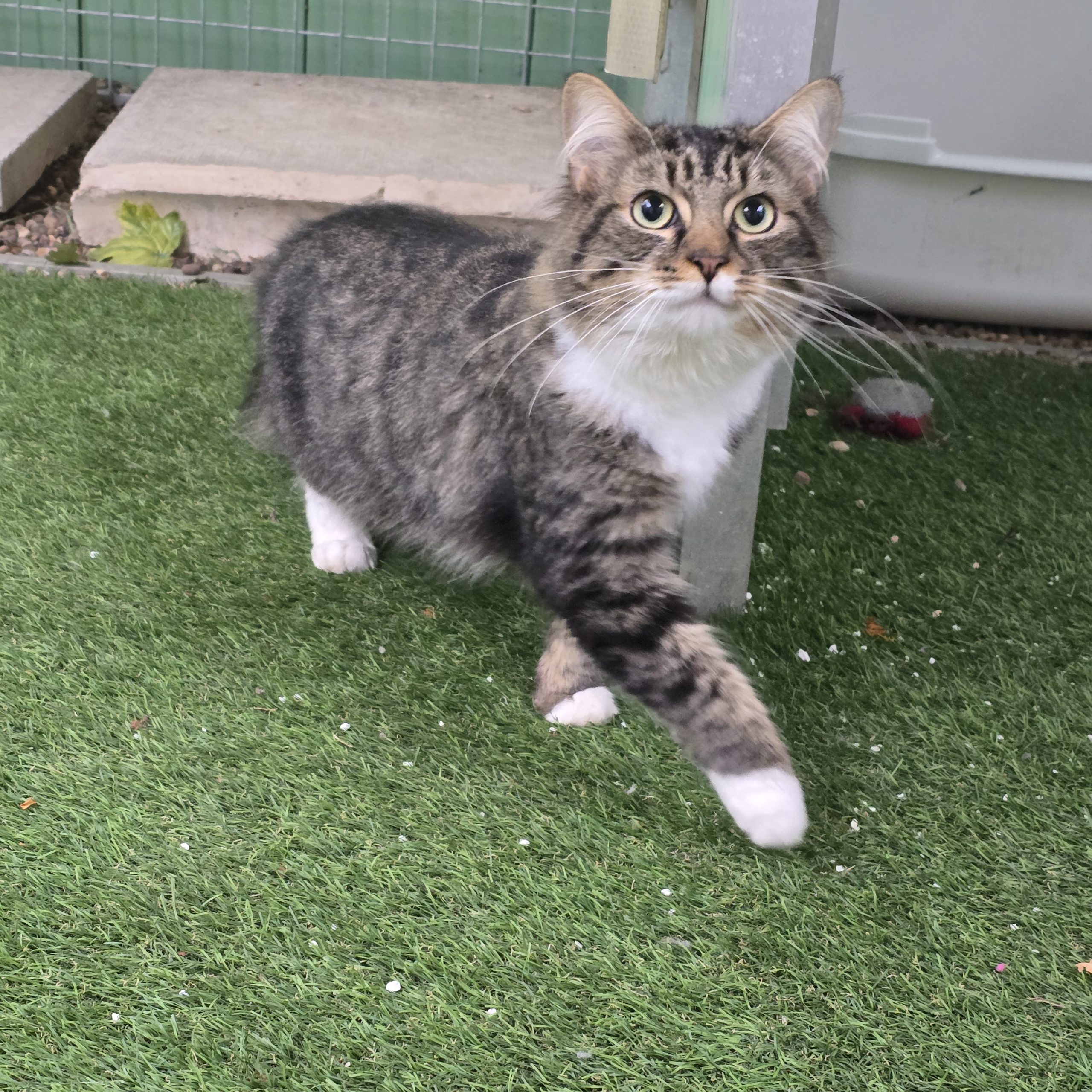 Panini- 3 Year Old Male-RESERVED