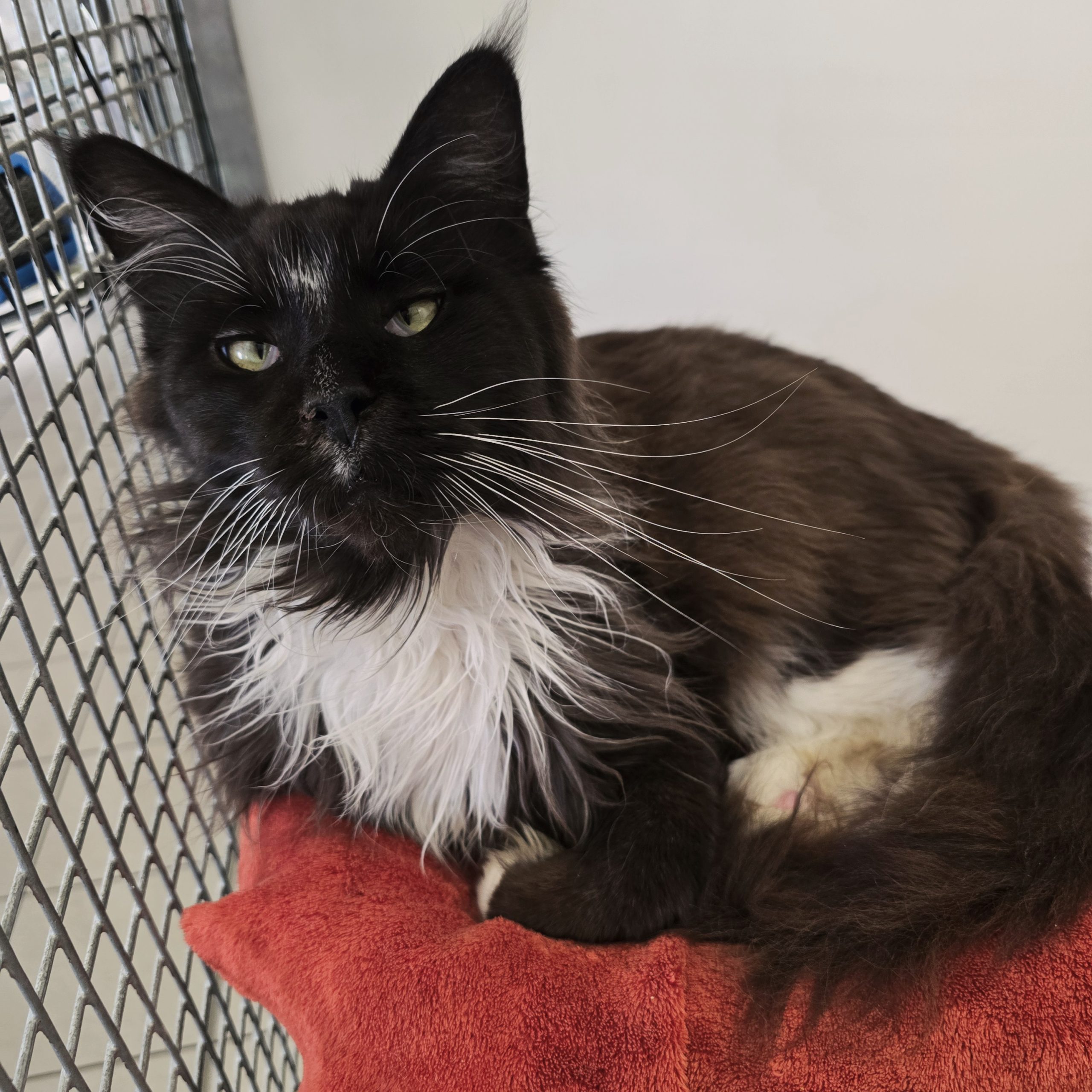 Percy- 4 Year Old Male- RESERVED