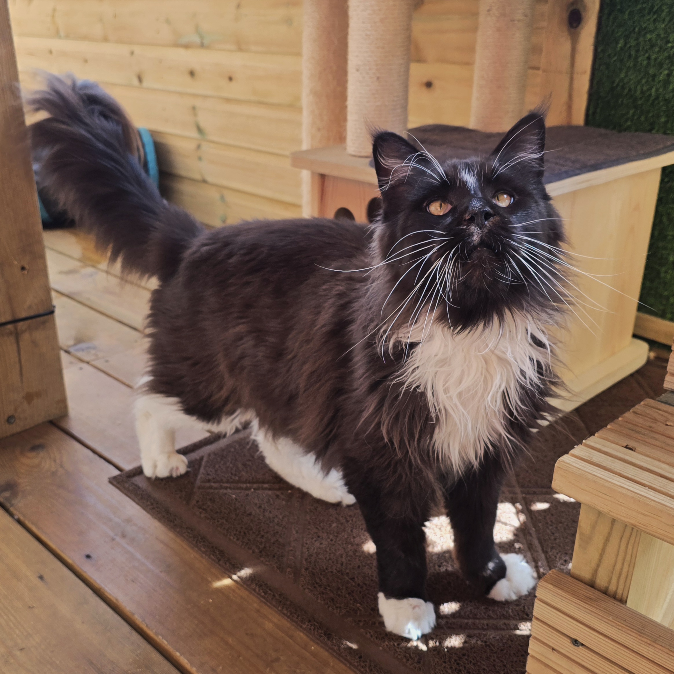 Percy- 4 Year Old Male- RESERVED