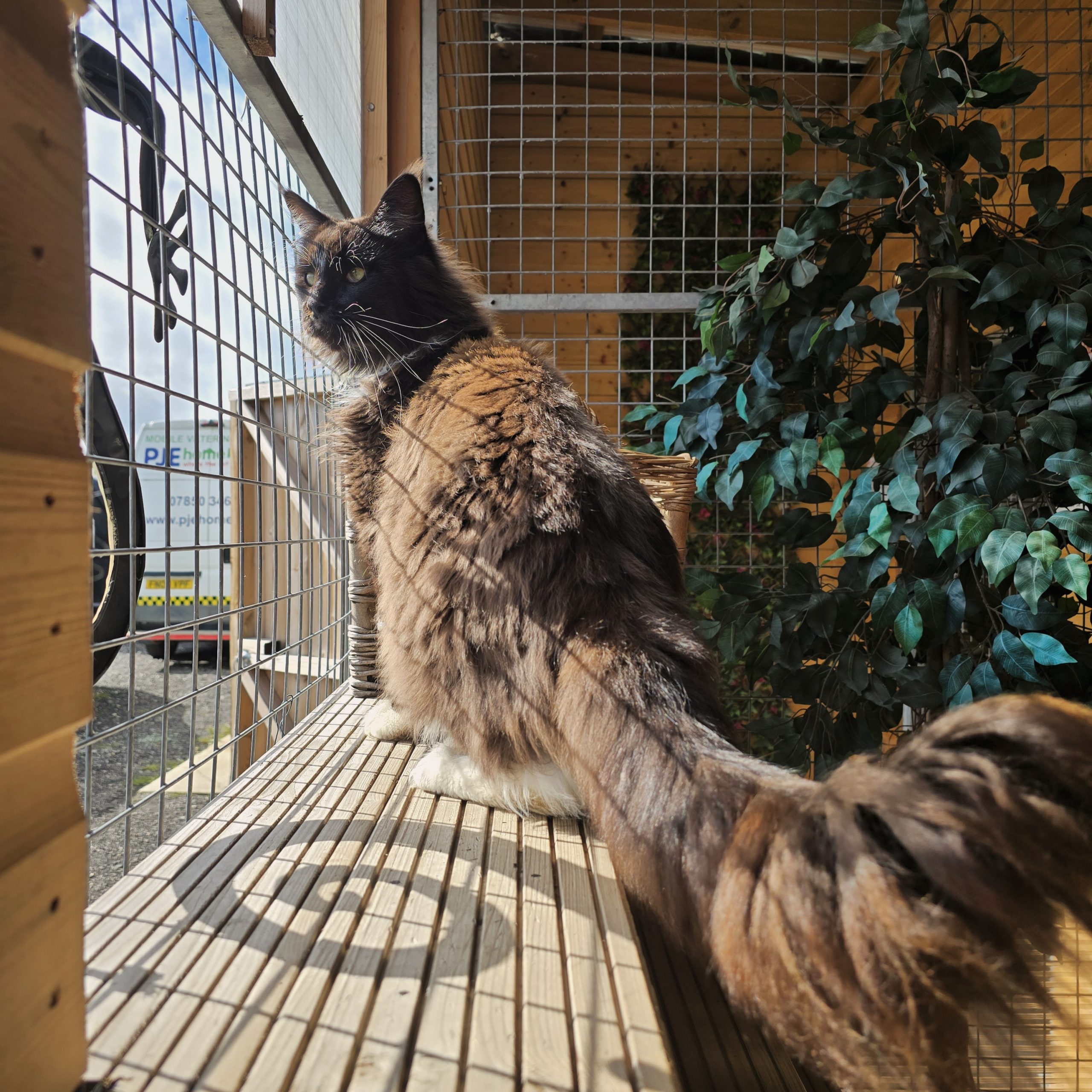 Percy- 4 Year Old Male- RESERVED