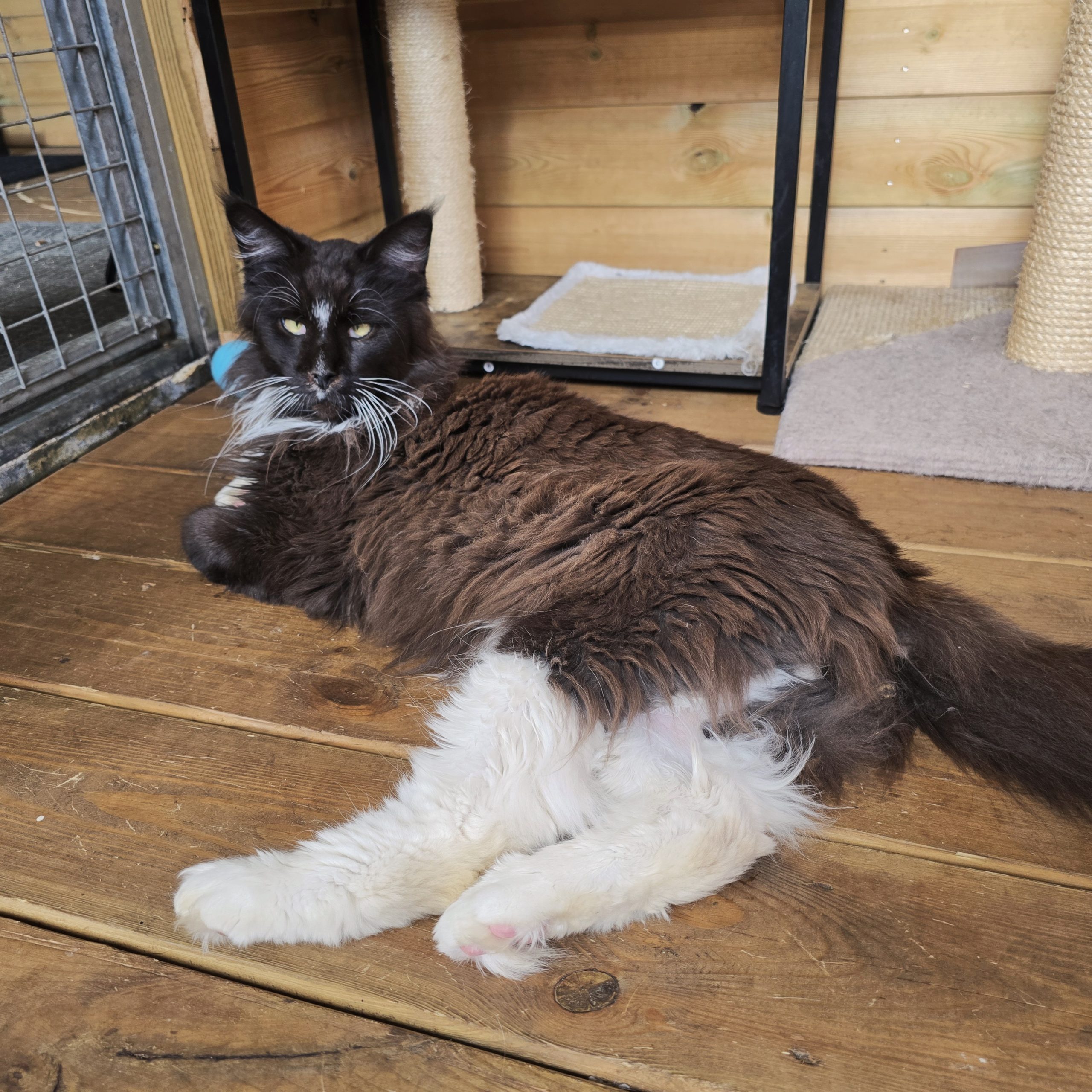 Percy- 4 Year Old Male- RESERVED