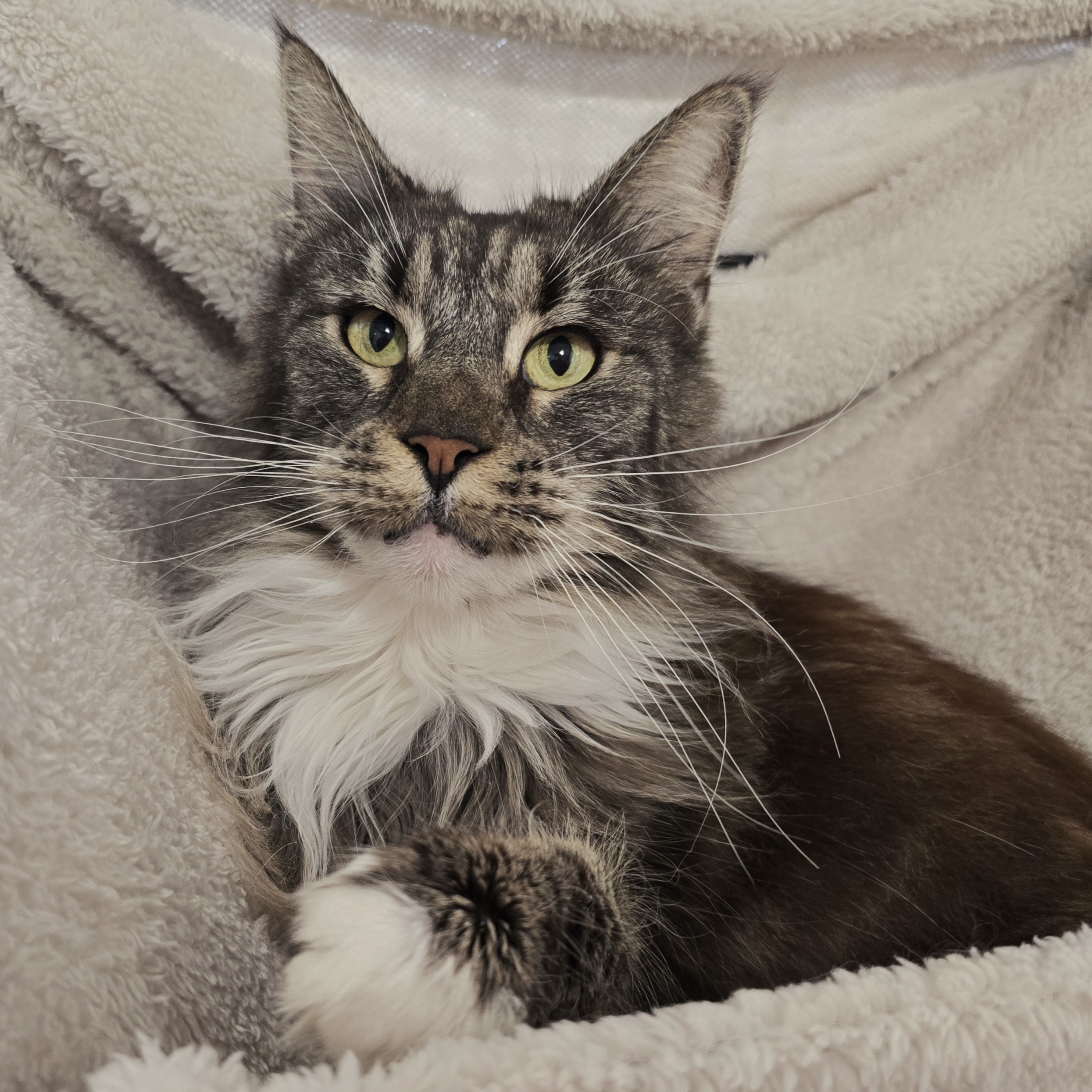 Connie and Winston- 8 Year old Female and Male- RESERVED