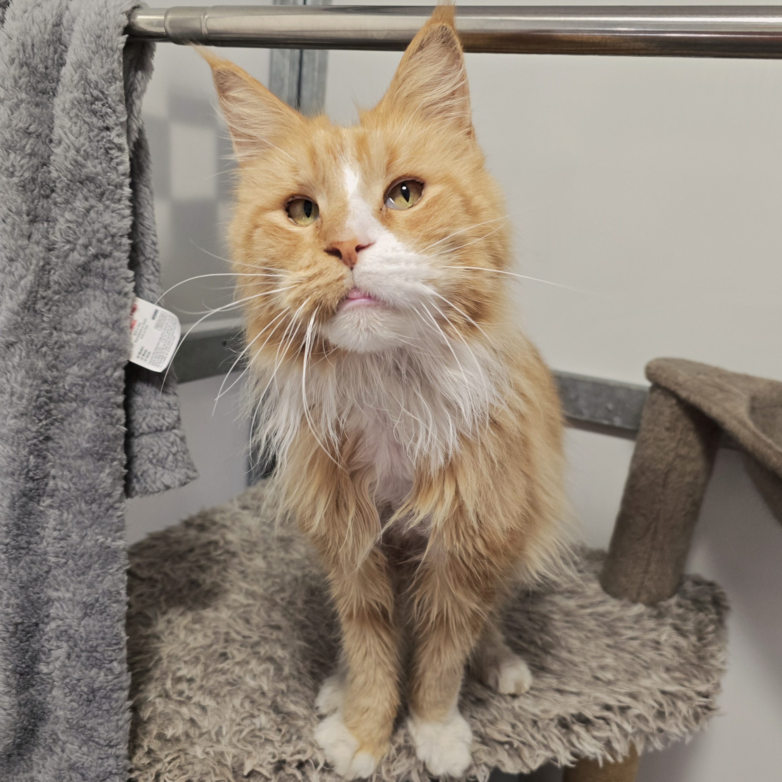 Connie and Winston- 8 Year old Female and Male- RESERVED