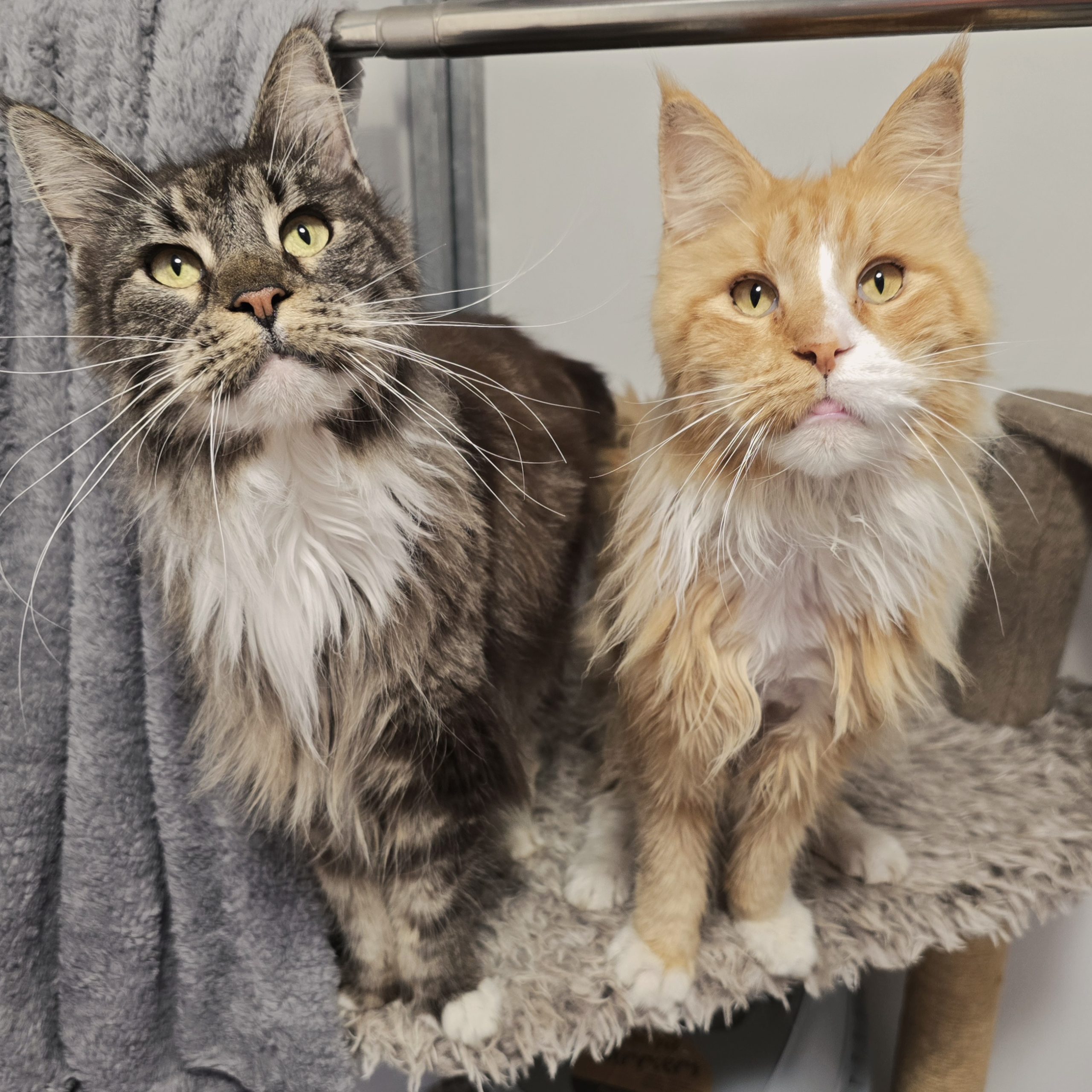 Connie and Winston- 8 Year old Female and Male- RESERVED