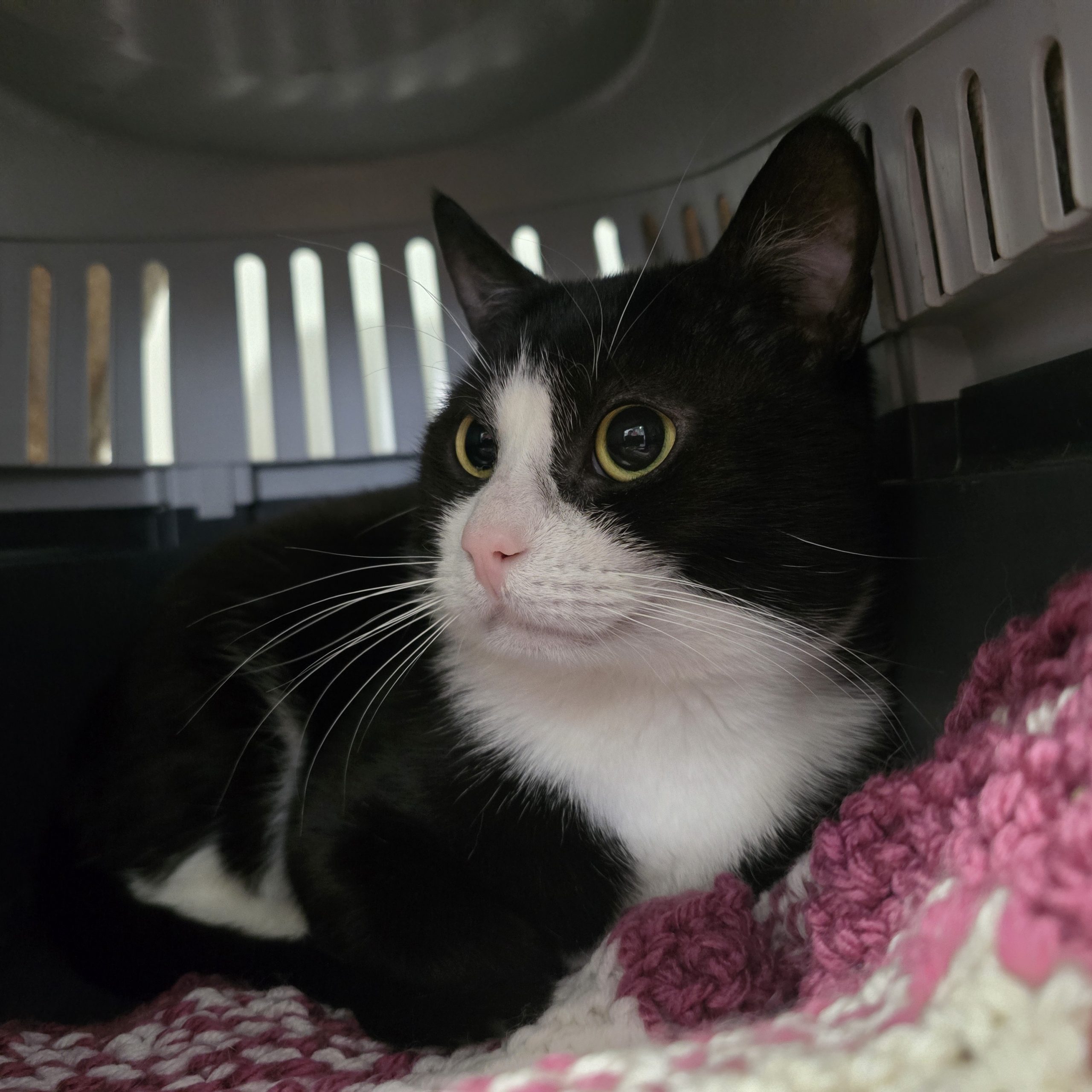 Storm – 2 Year Old Male- MEETING BOOKED