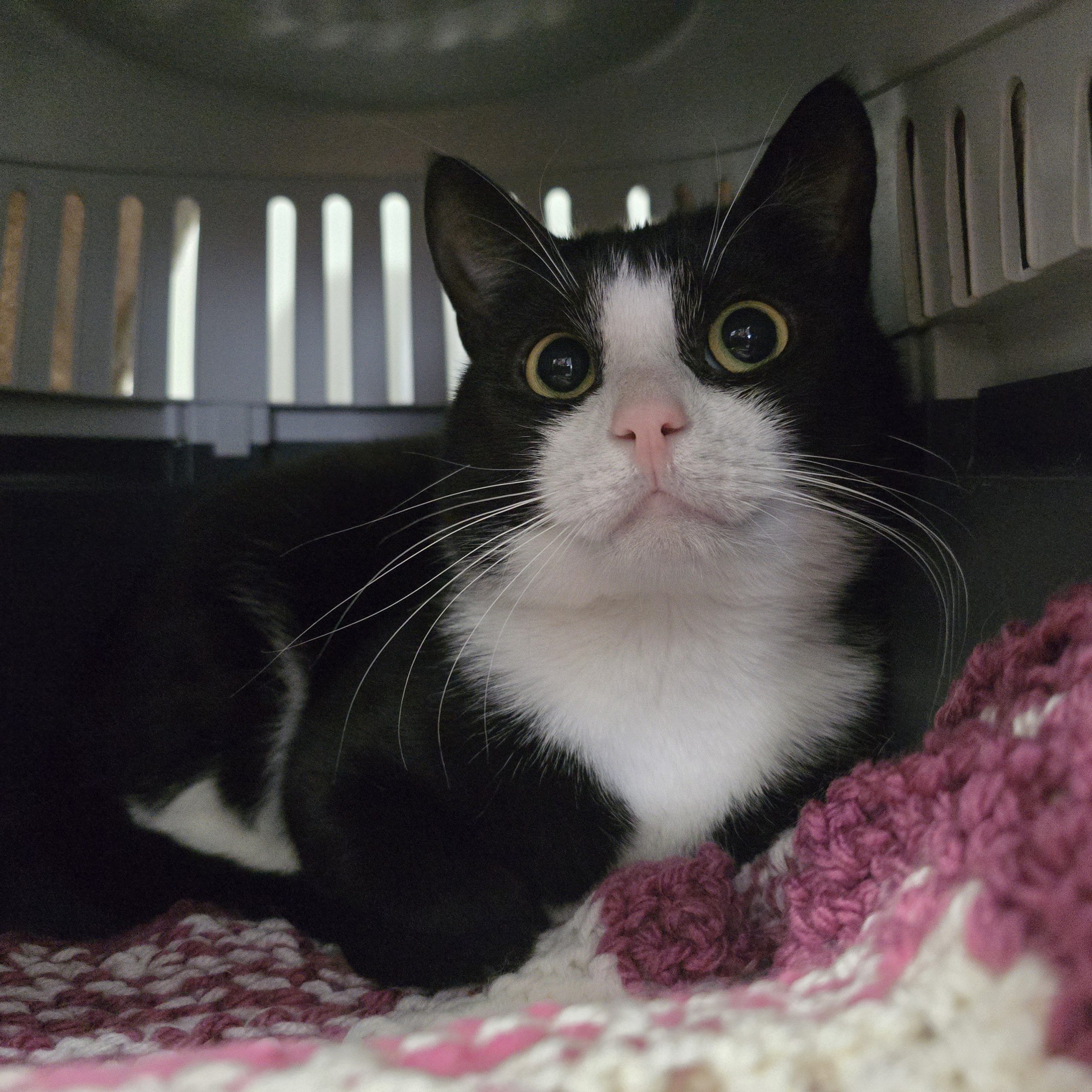 Storm – 2 Year Old Male- MEETING BOOKED
