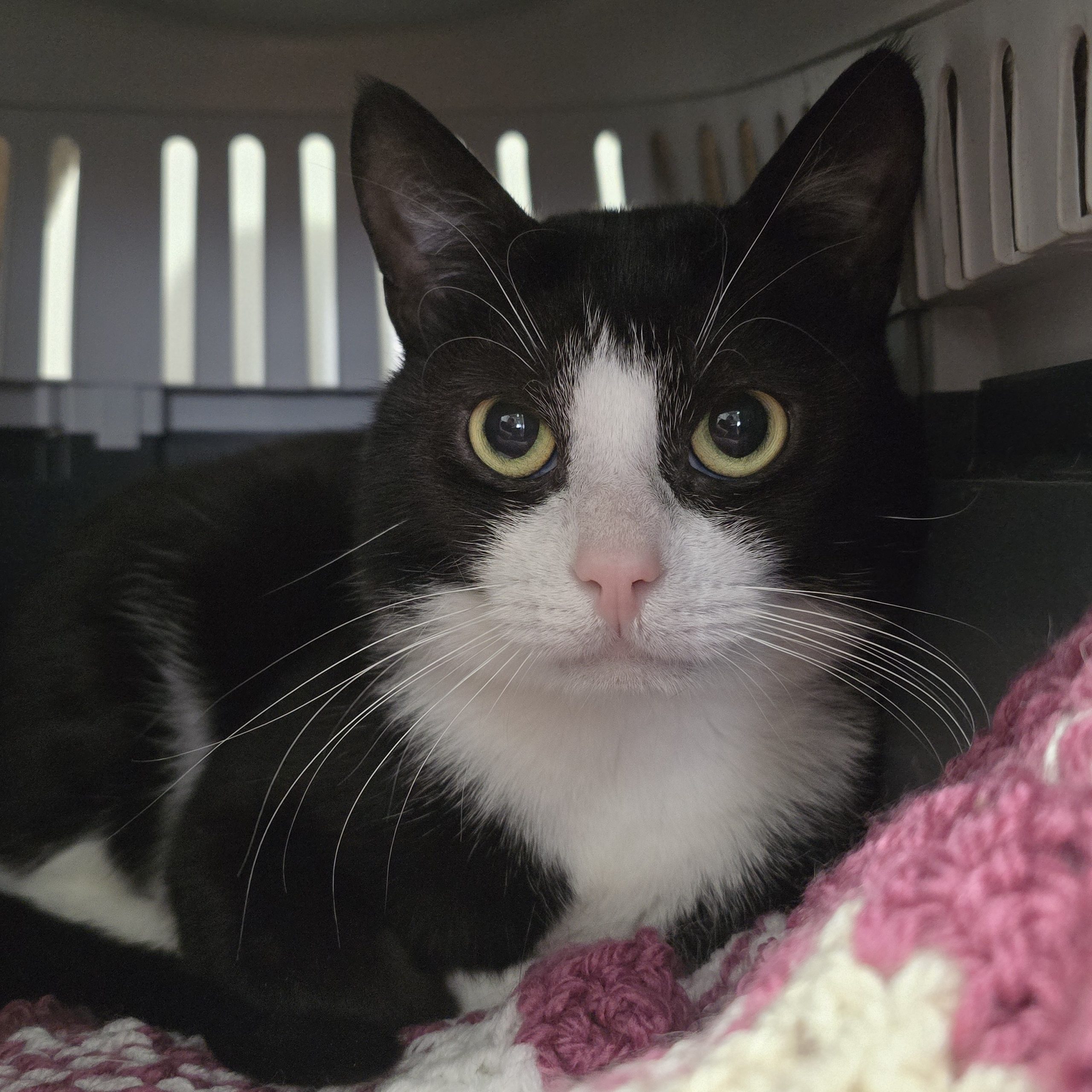 Storm – 2 Year Old Male- MEETING BOOKED