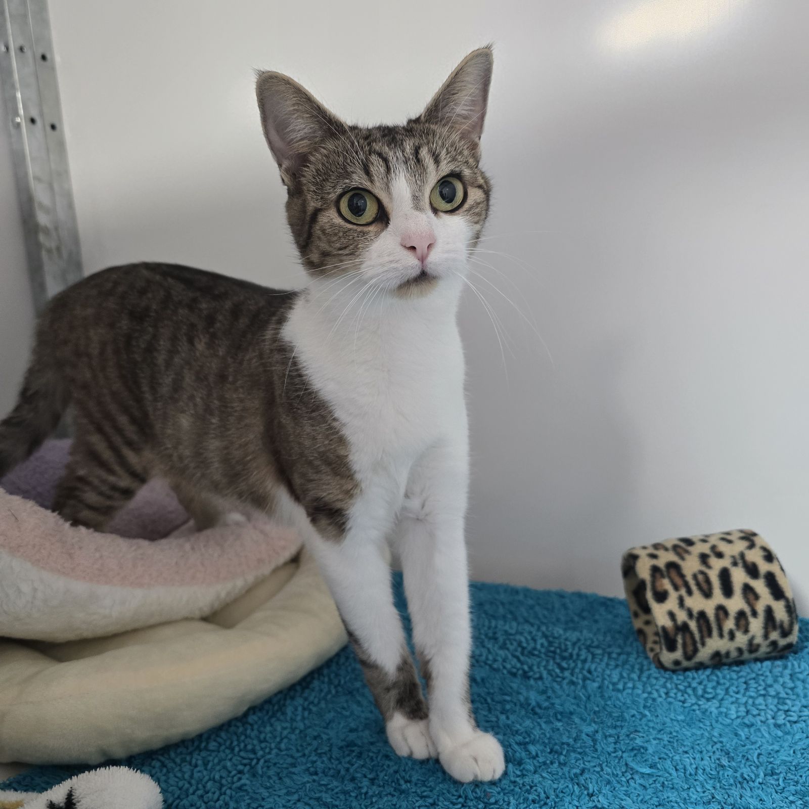 Marmalade- 2 Year Old Female- MEETING BOOKED