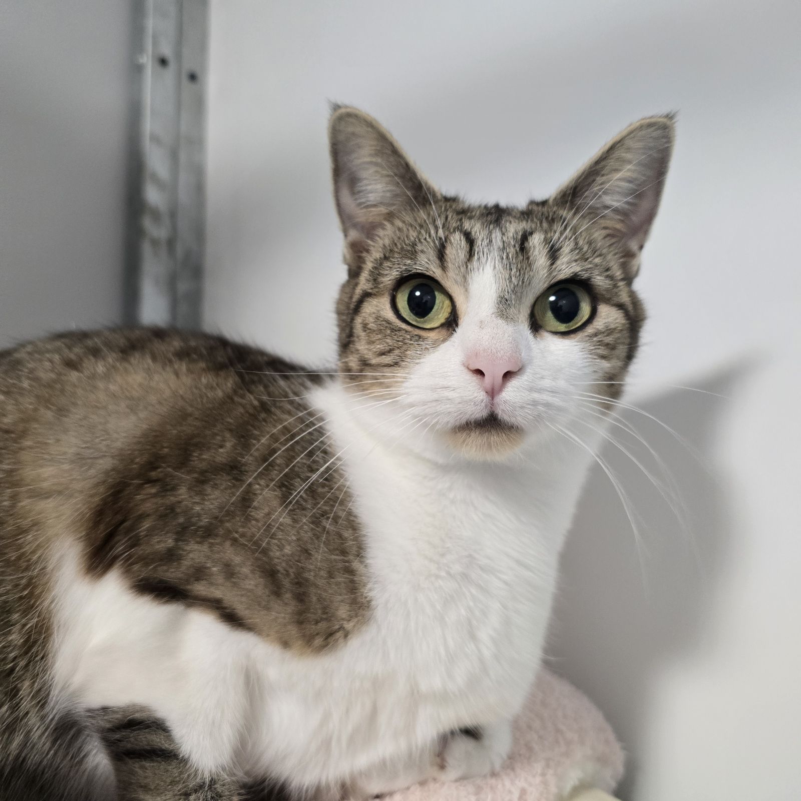 Marmalade- 2 Year Old Female- MEETING BOOKED