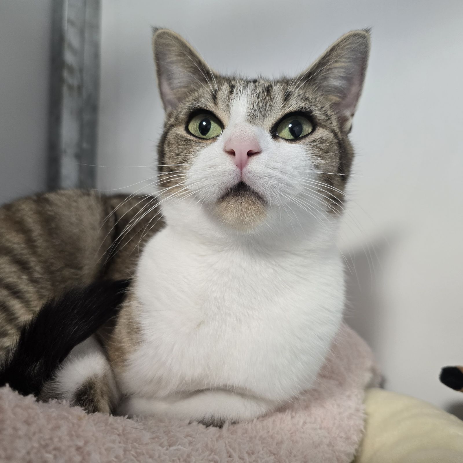 Marmalade- 2 Year Old Female- MEETING BOOKED