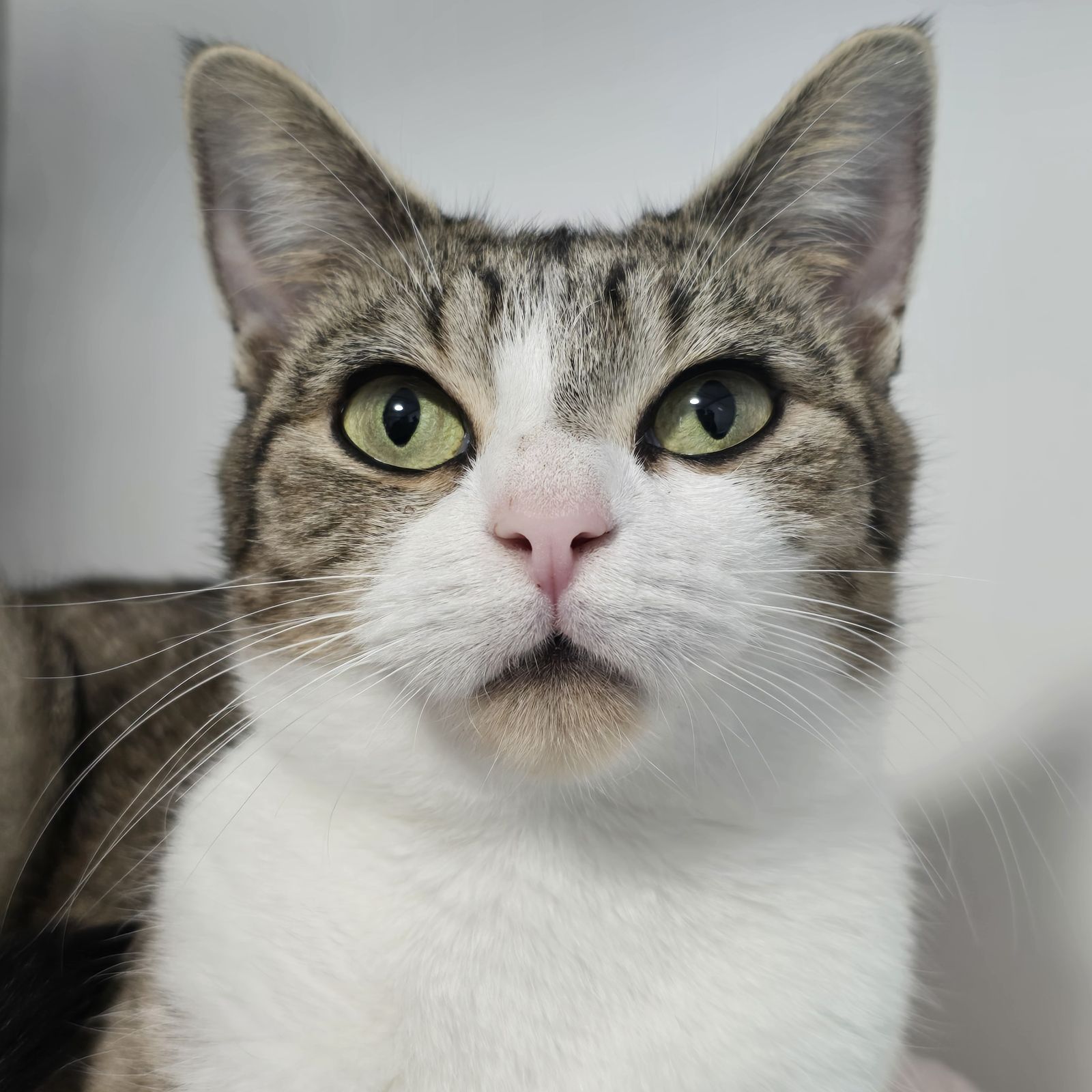 Marmalade- 2 Year Old Female- MEETING BOOKED