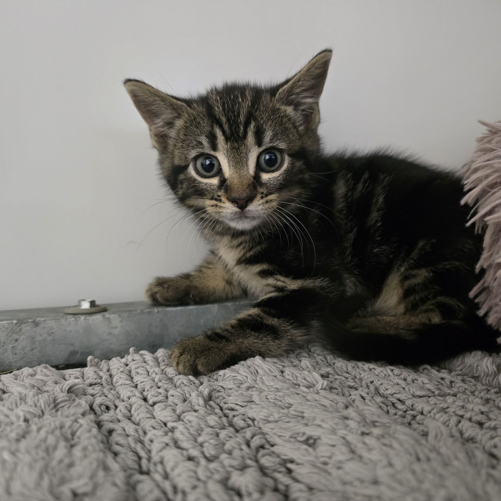 Barbara- 8 Week Old Female-MEETING BOOKED