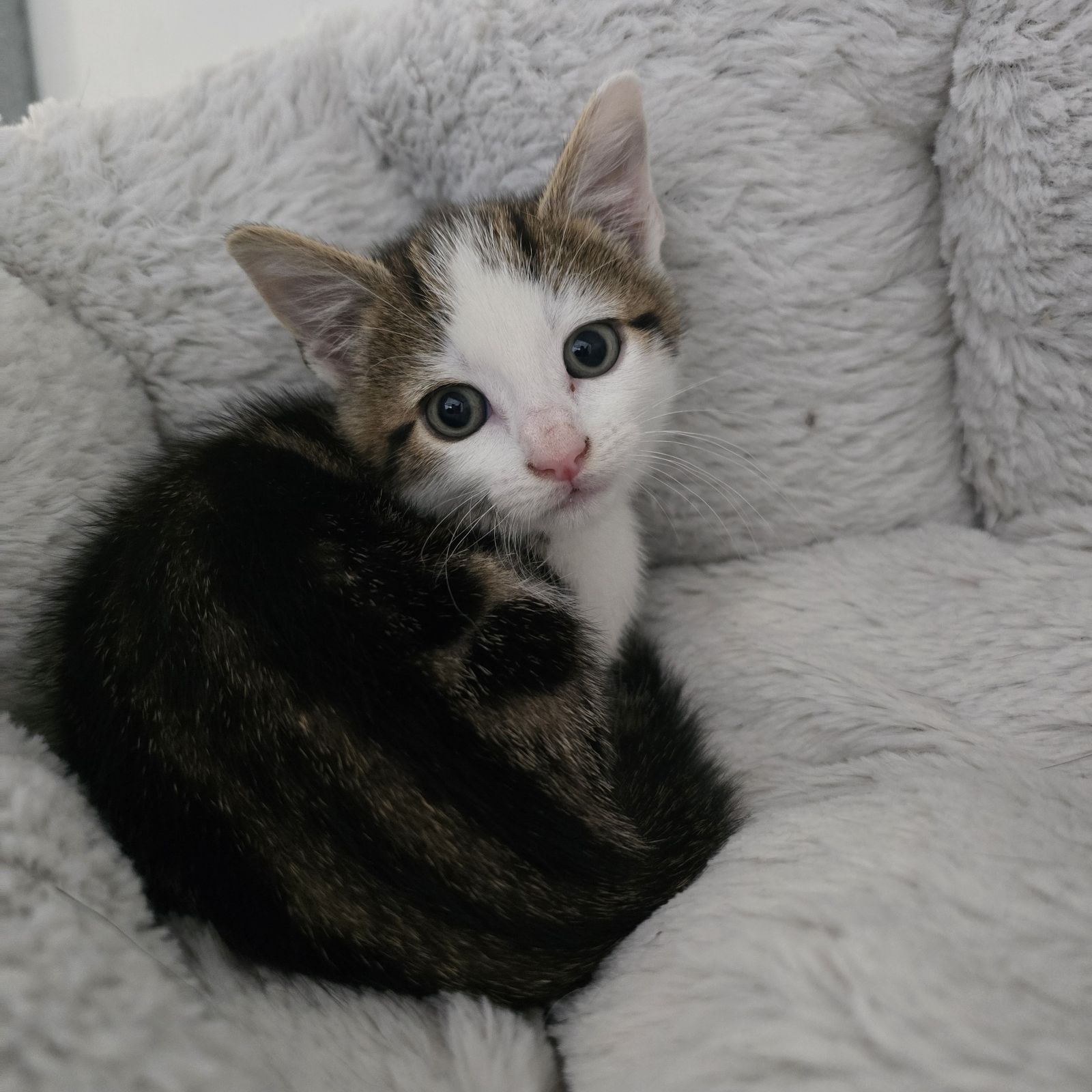 Hopper- 8 Week Old Male