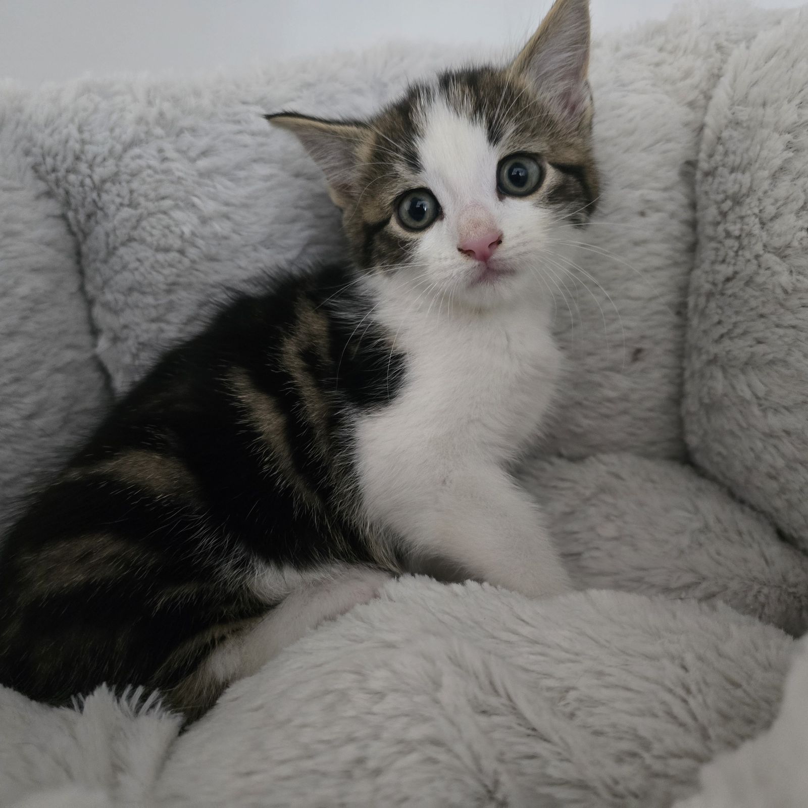 Eleven- 8 Week Old Female-MEETING BOOKED