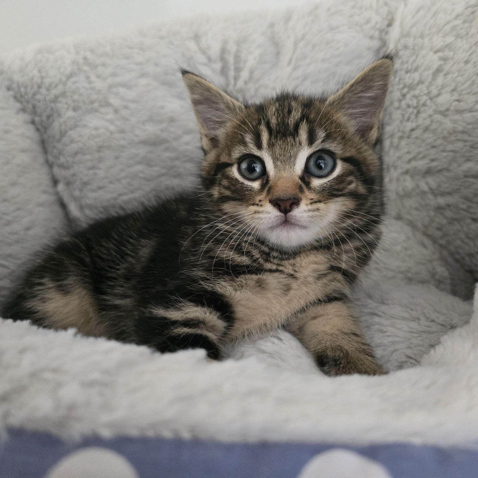 Steve- 8 Week Old Male- MEETING BOOKED