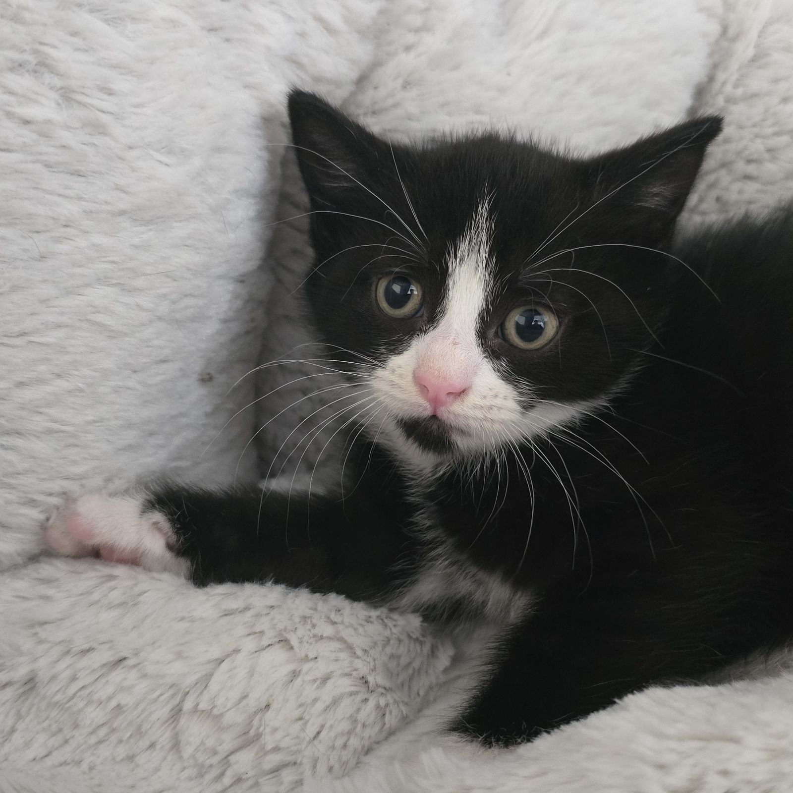 Dustin- 8 Week Old Male- RESERVED