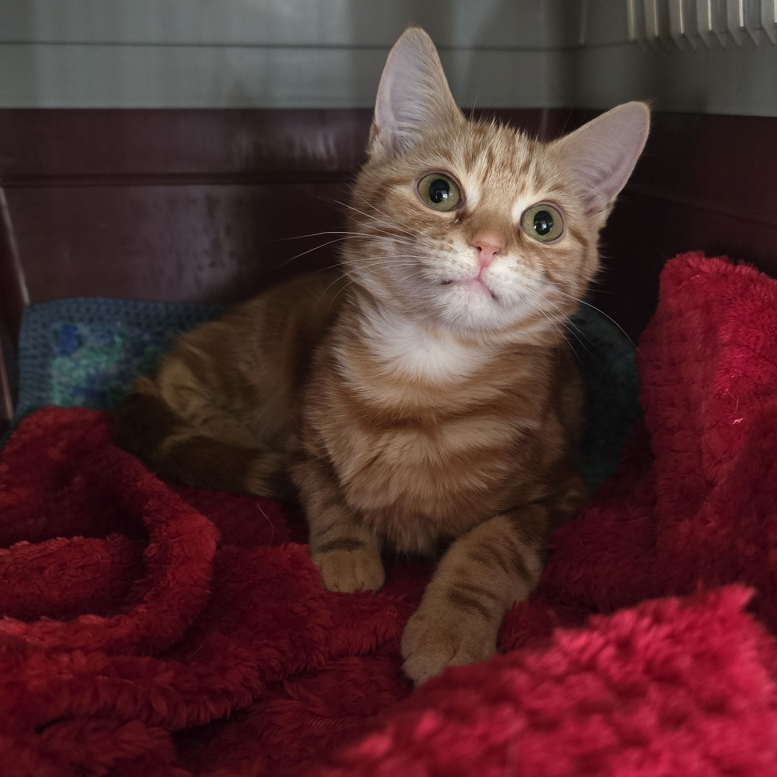 Marley- 5 Month Old Female- RESERVED